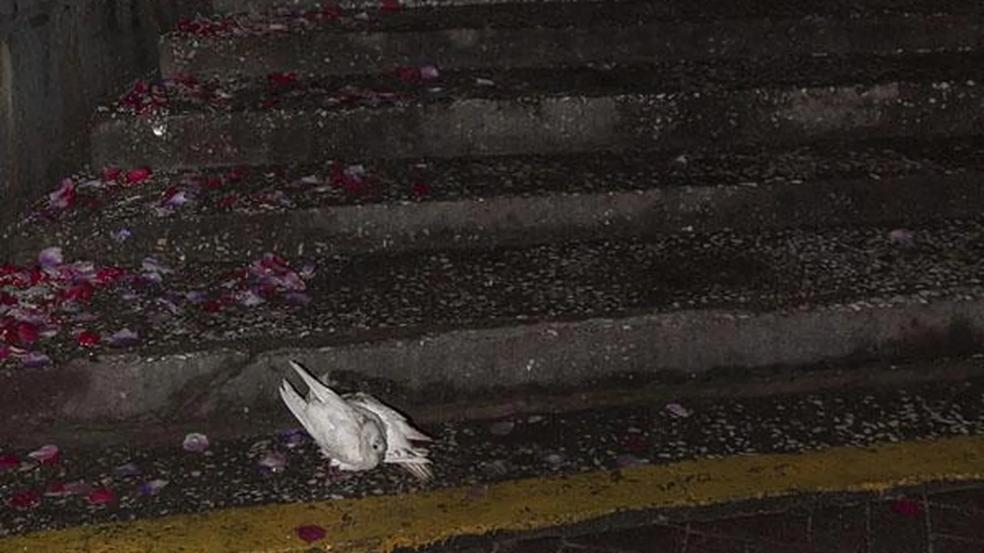 «Свадебных» голубей в Пушкино оставили умирать на ступенях ЗАГСа