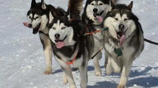 Житель Сергиева Посада победил в лыжных гонках на собачьих упряжках