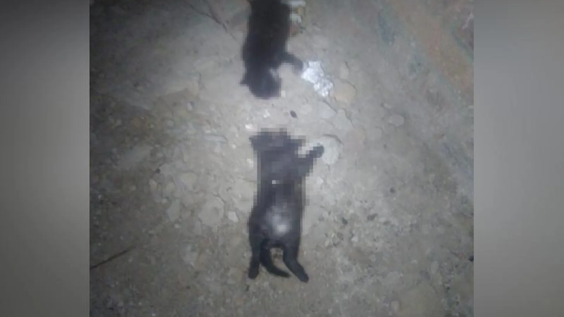 Десяток кошачьих трупов обнаружили в подвале дома в Химках