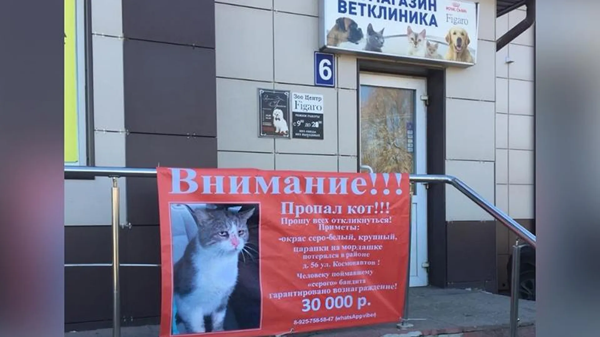 Операцию по поиску кота, за которого обещали 30 тыс. руб., организовали в Дмитрове