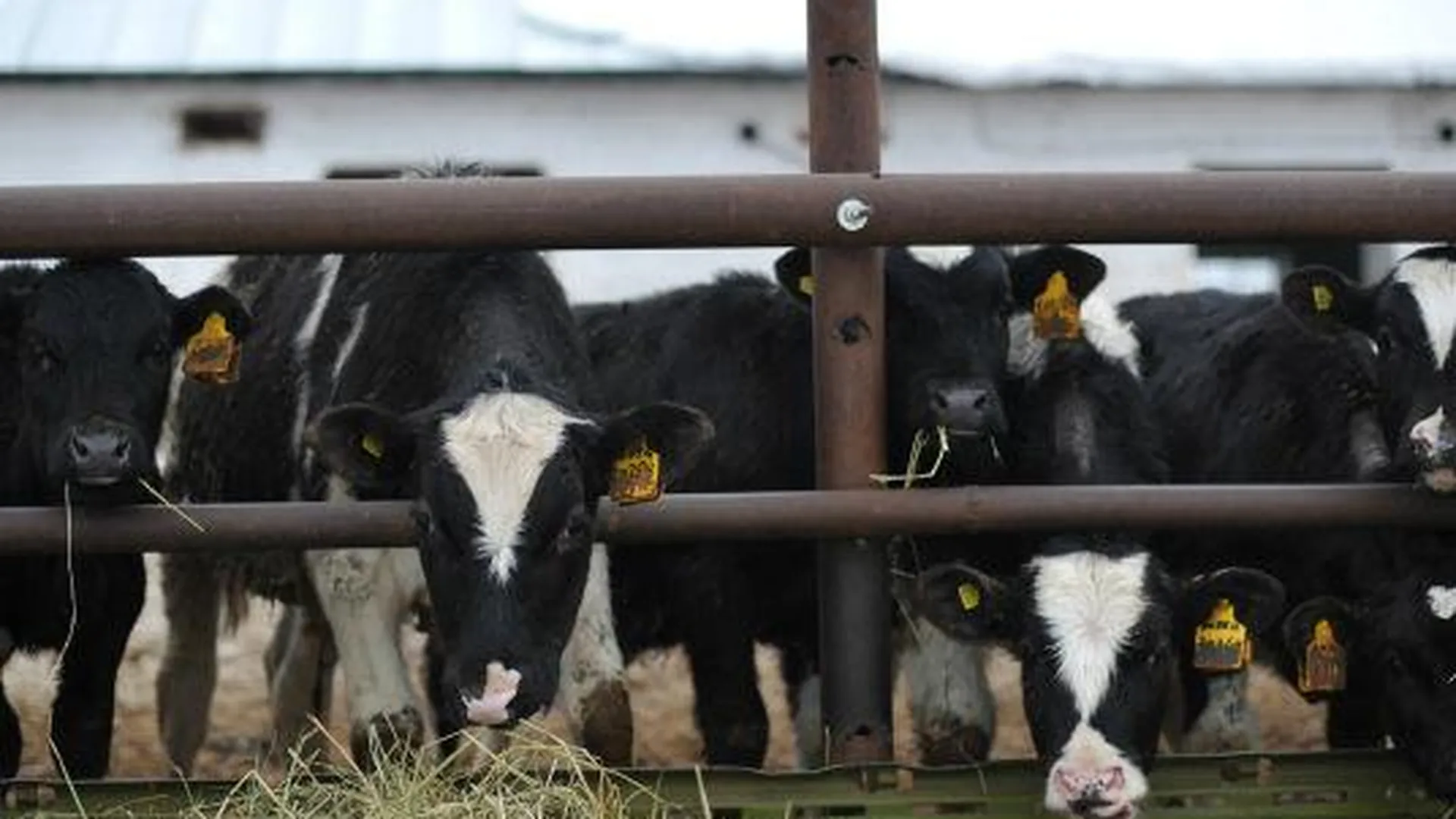 В области с прошлого года возросло поголовье мясного скота 