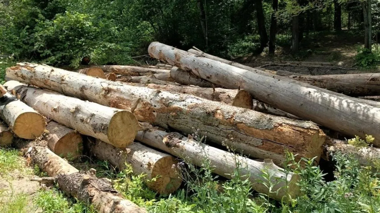 У деревни Антоновка в Истре приведут в порядок более 47 гектаров леса