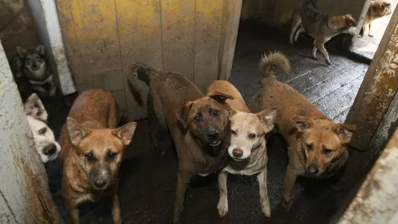 Сердобольная пенсионерка завела 36 собак в двушке в Котельниках
