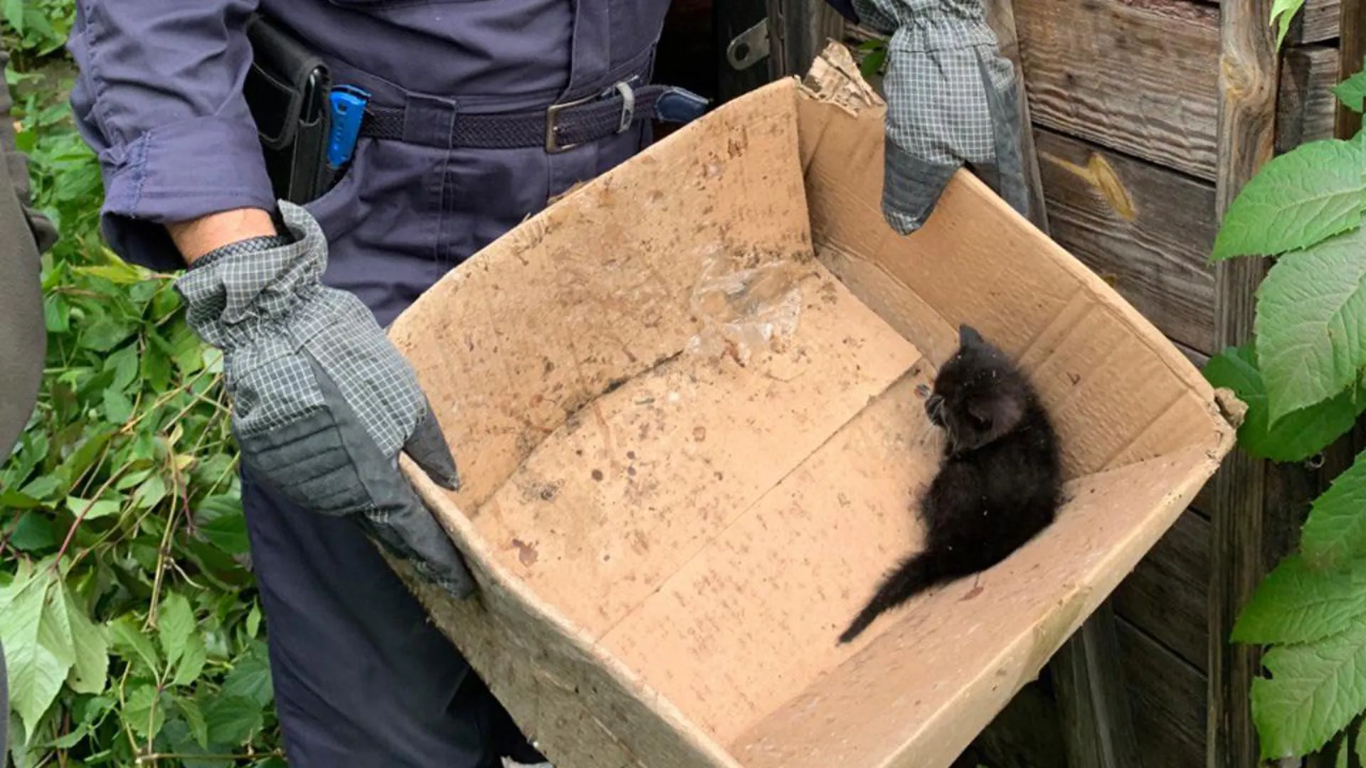 Подмосковные спасатели освободили котенка, запертого в бесхозном сарае