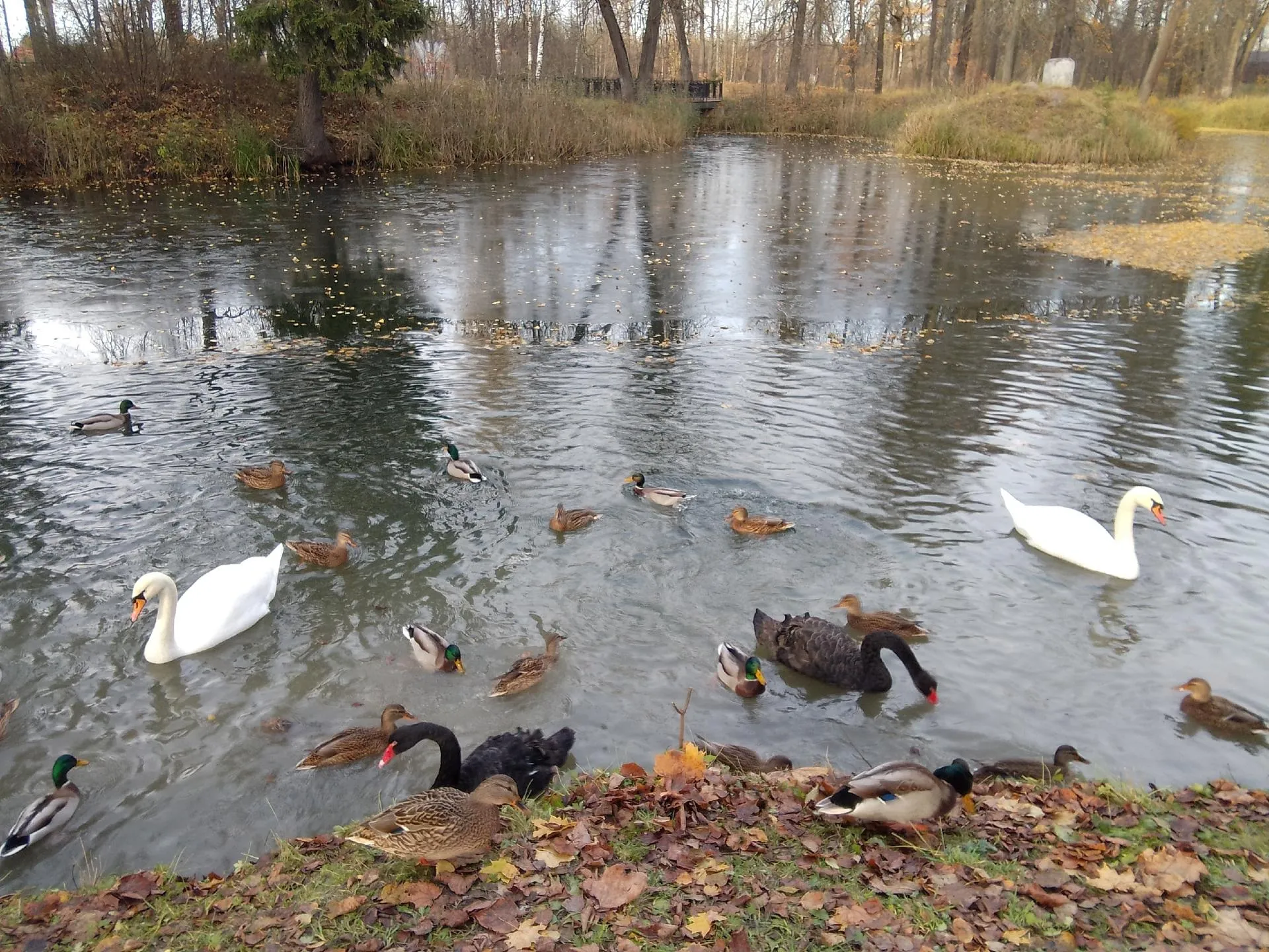 Лебедей из Майдановского пруда в Клину переселят на зимовку