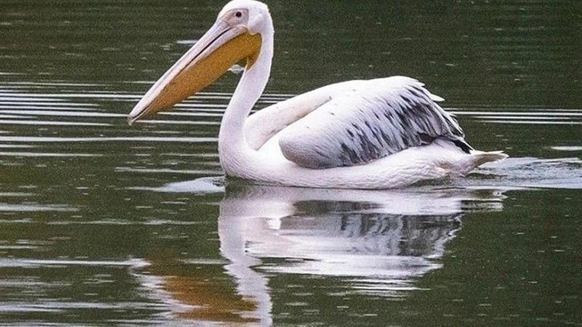 Розовый пеликан из Наро-Фоминска улетит на зимовку – Минэкологии