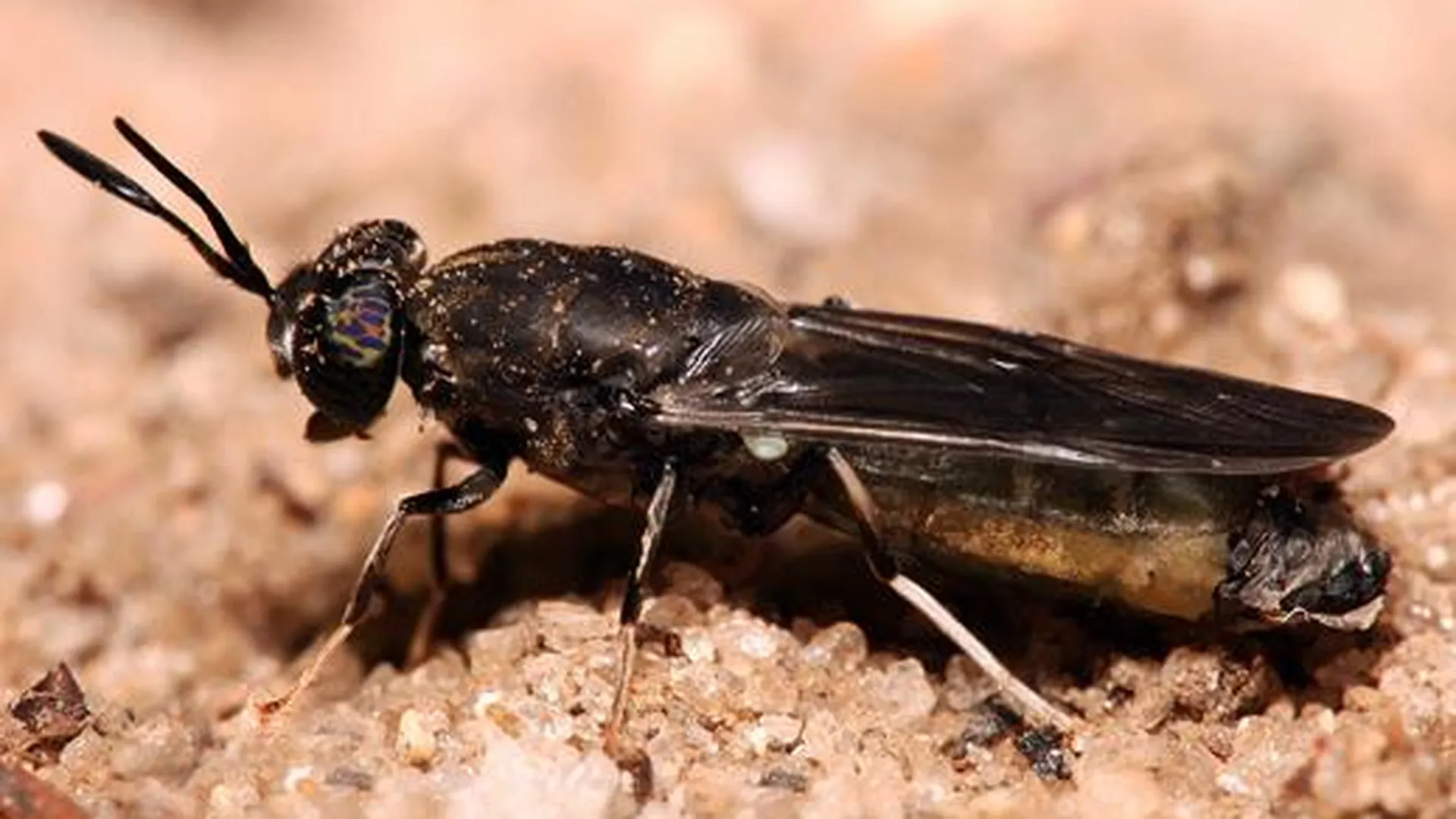 Из грязи – в мыло: во Фряново экзотические мухи творят чудеса с мусором