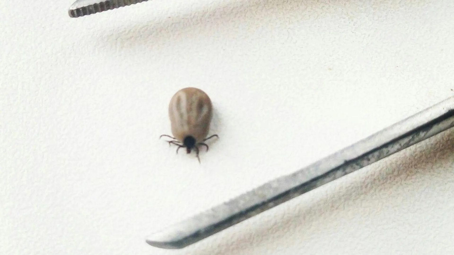 Клещи активизировались в Подмосковье | 360°