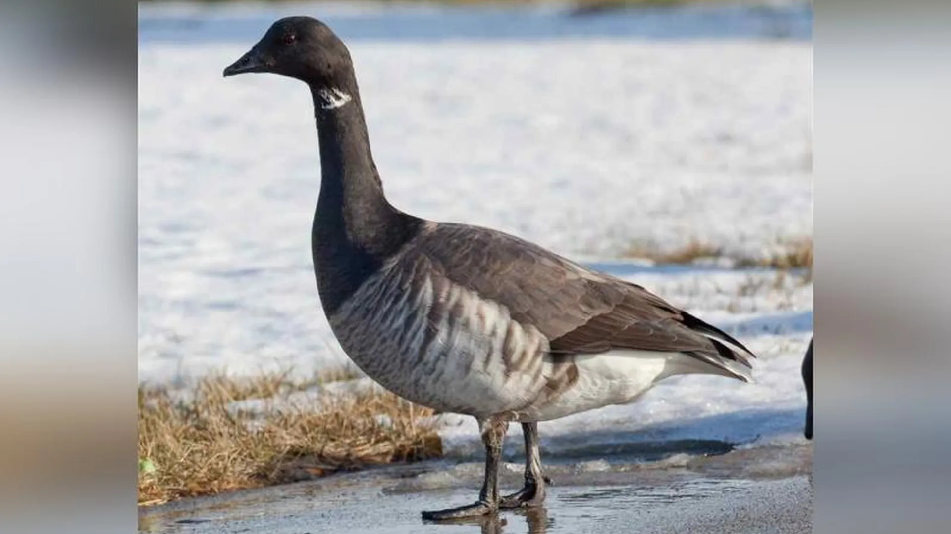 В Ступино обнаружили редчайшую для Московской области птицу, орнитологи подозревают, что это ошибка 