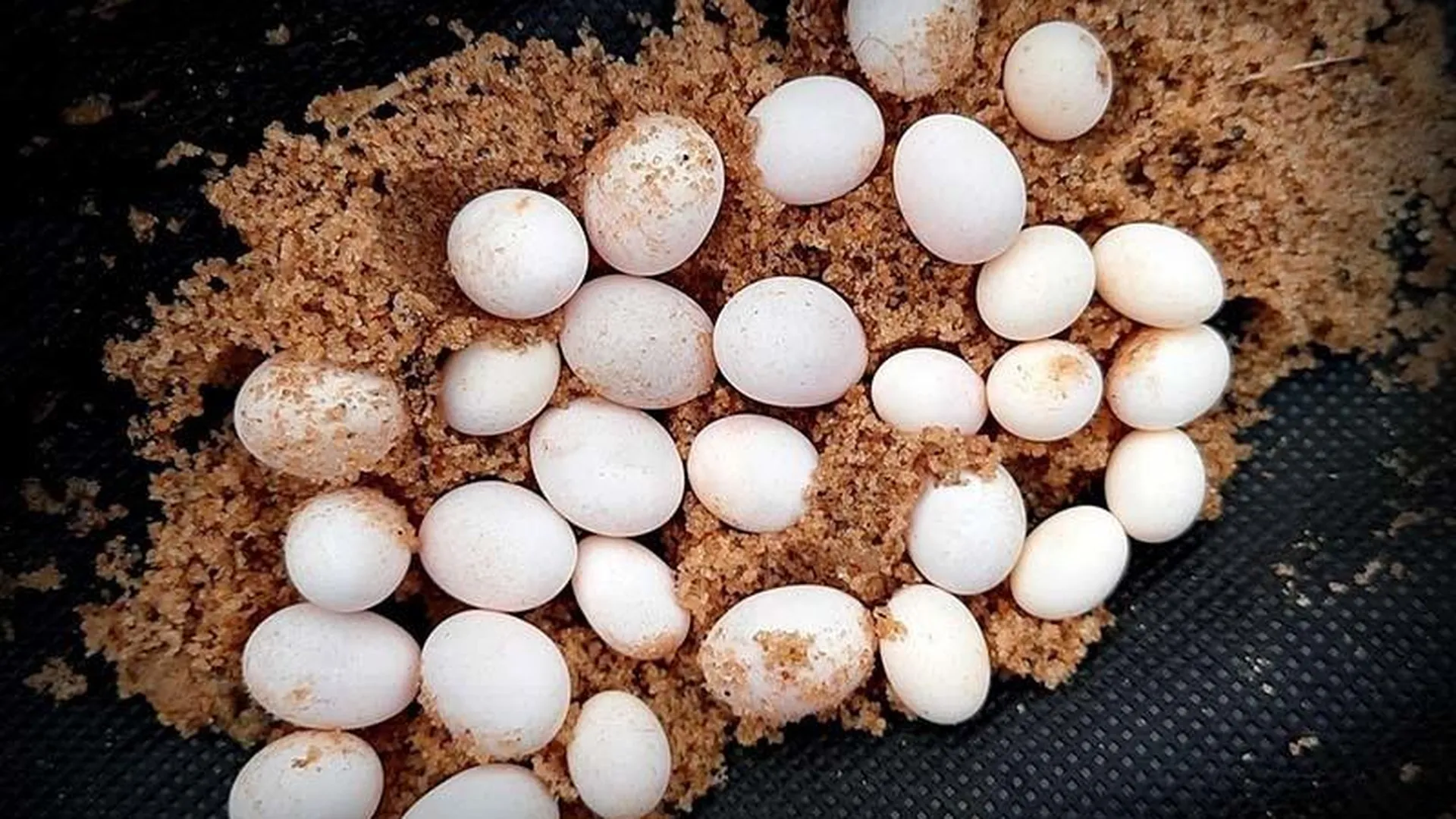 Дачница нашла неизвестные яйца и вывела маленьких ящериц в Пущино