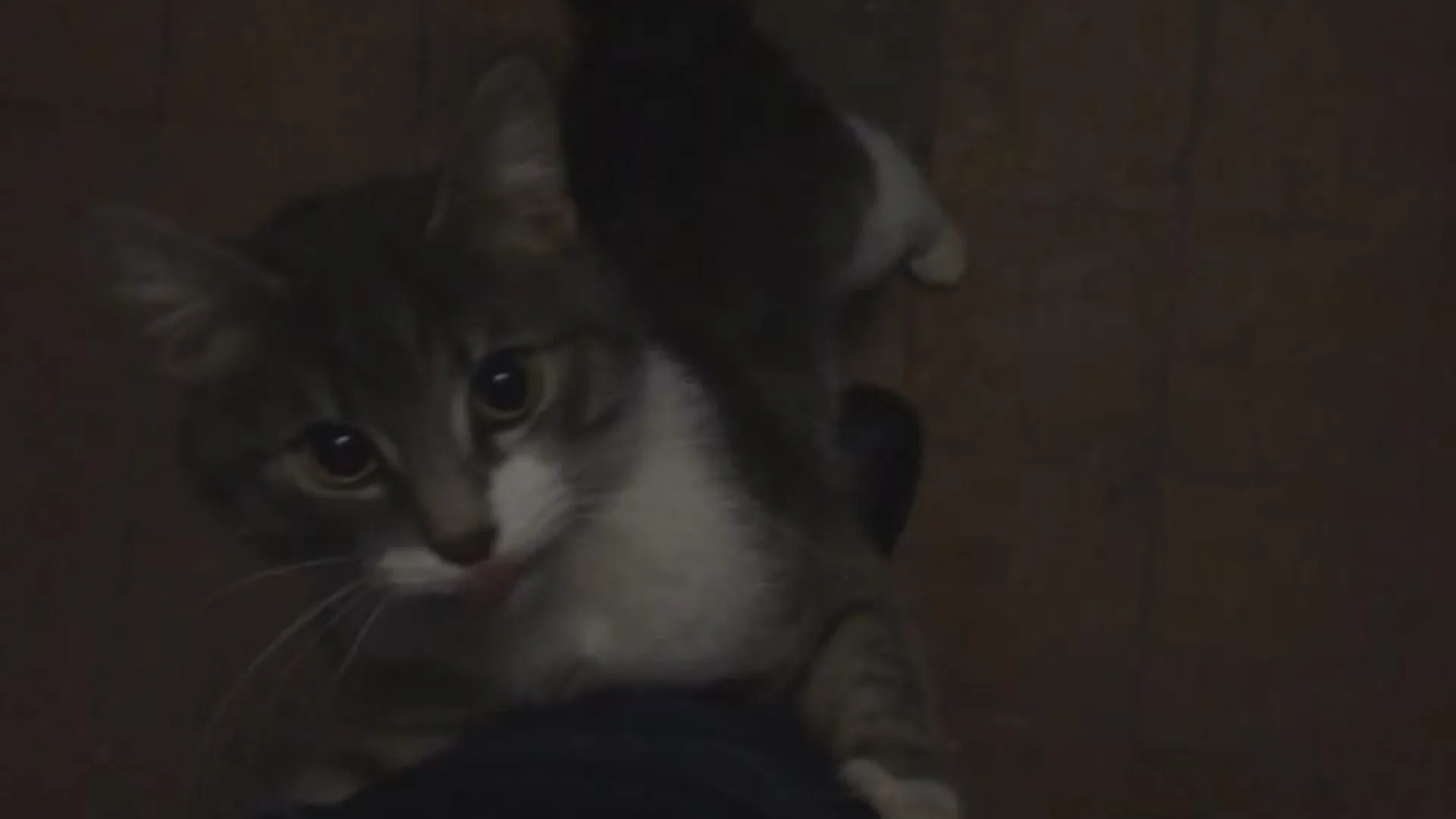 Кот за миллион рублей ищет хозяина в Видном