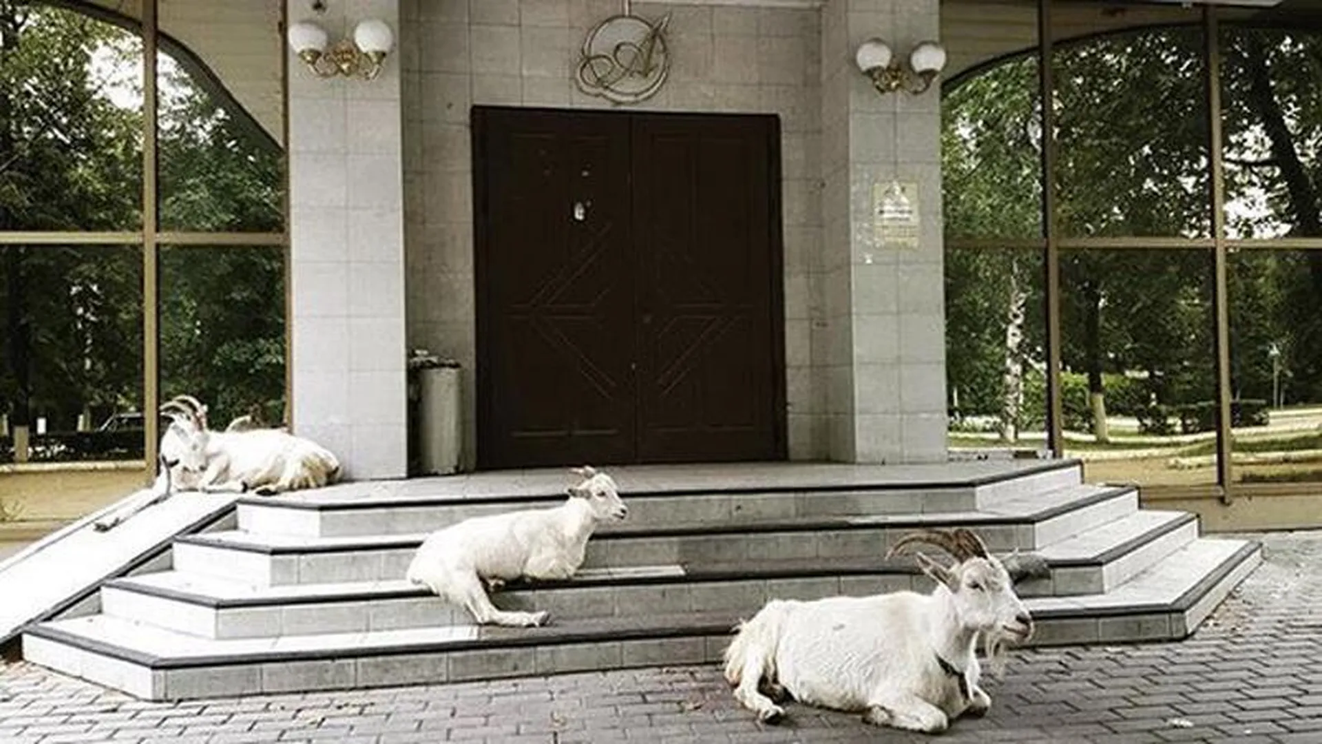Бродячие козы оккупировали центр Ступина 