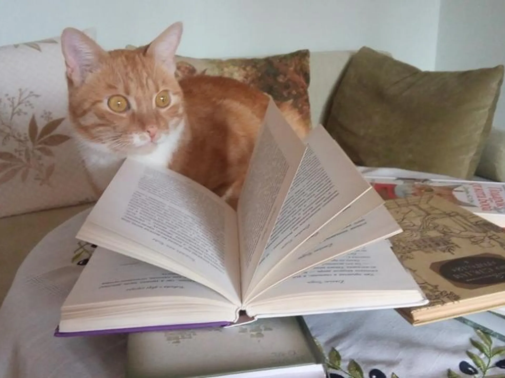 Читающий кот из Истры обожает Чехова