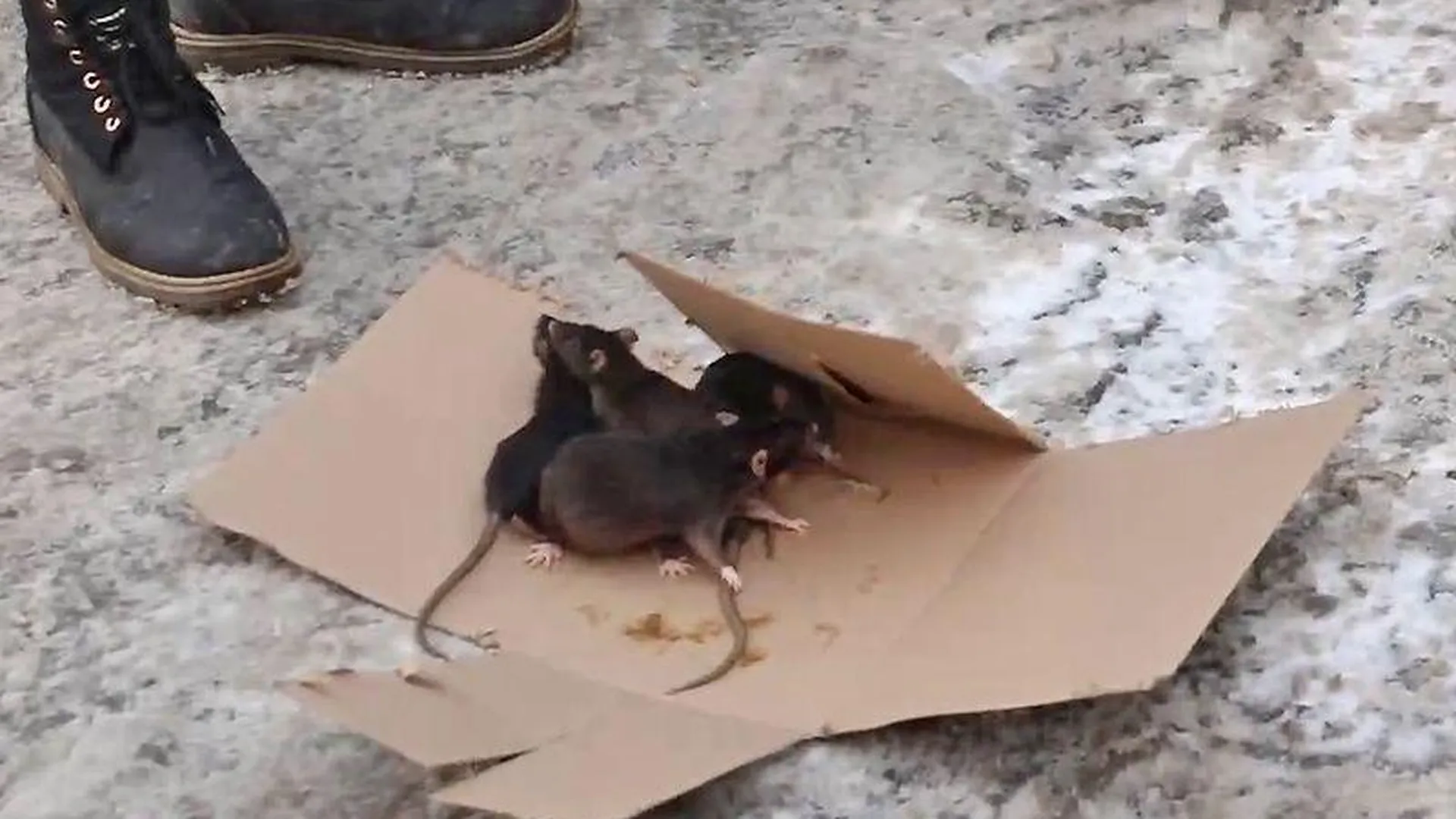 «Привезли по требованию кабинетной крысы»: Бурматов пожаловался в МВД на провокаторов с коробкой грызунов