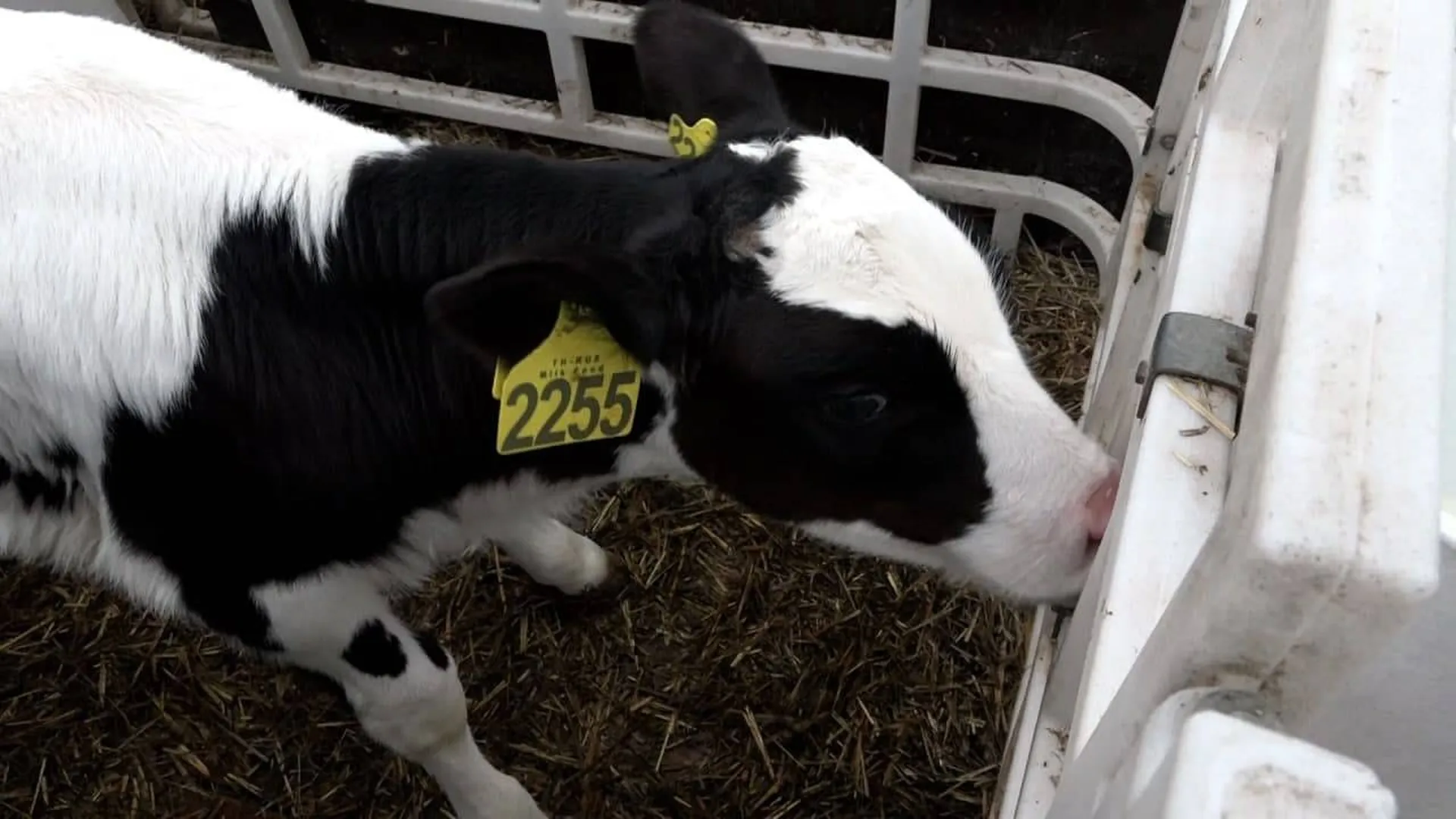 Корова-рекордсмен появилась на ферме в Волоколамске