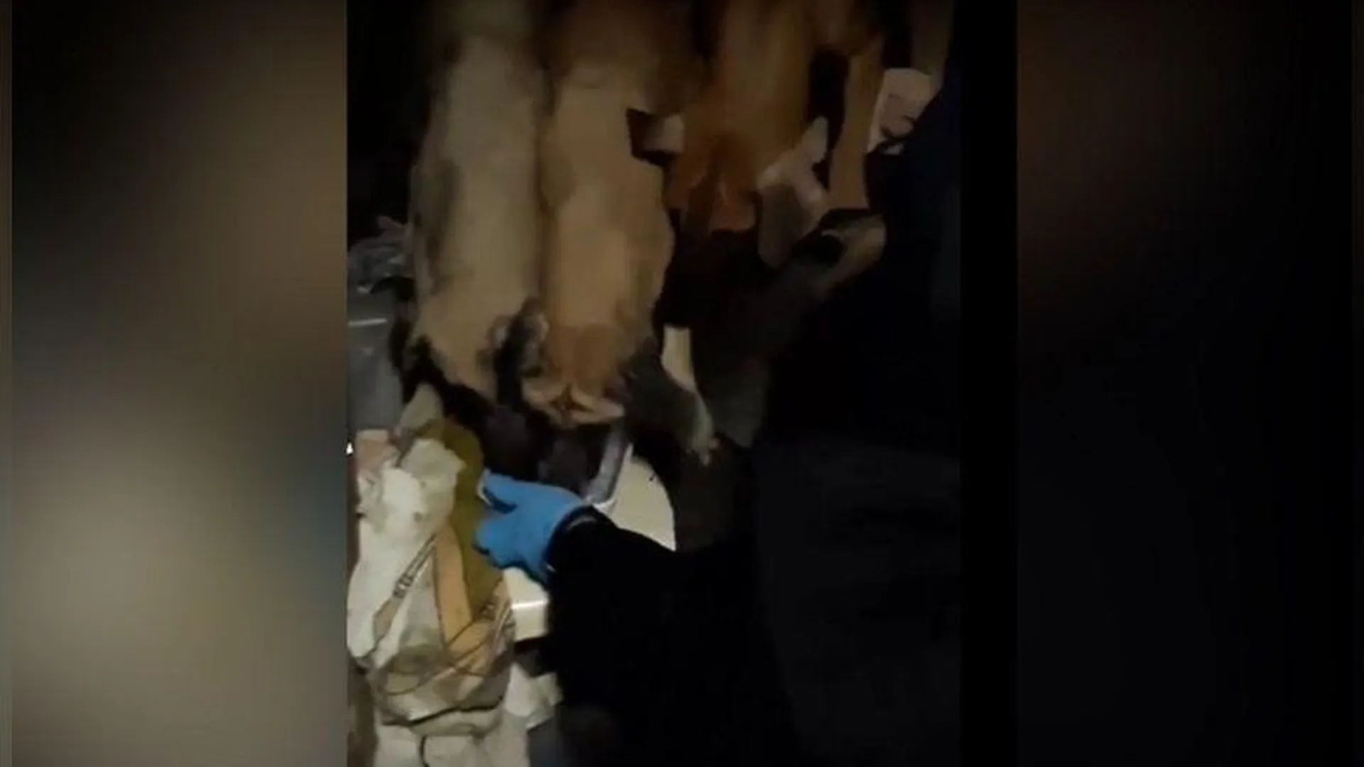 Более 40 собак отловили в захламленной квартире Королева и передали в приюты