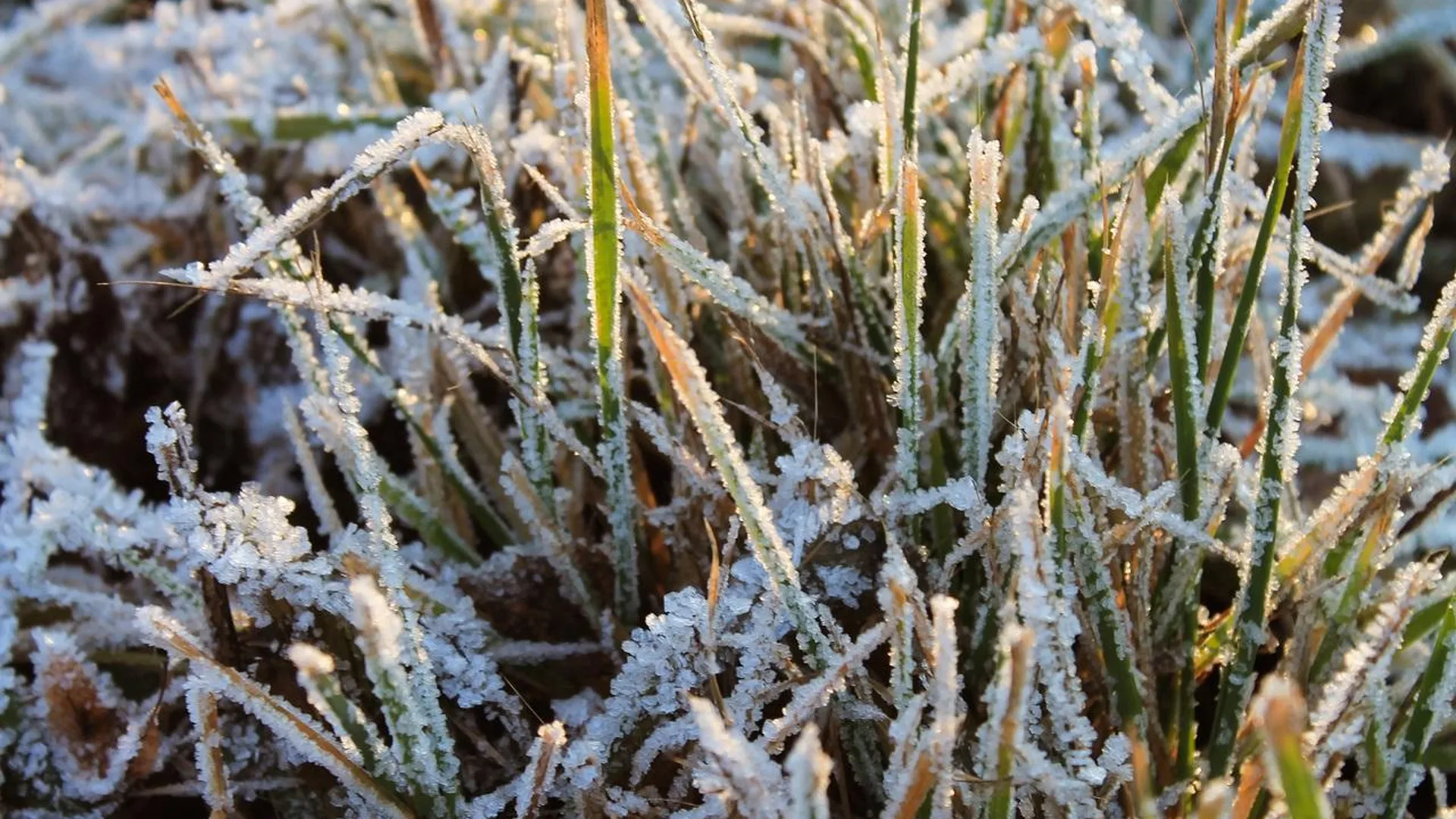МЧС предупредило о заморозках до минус шести градусов в Подмосковье