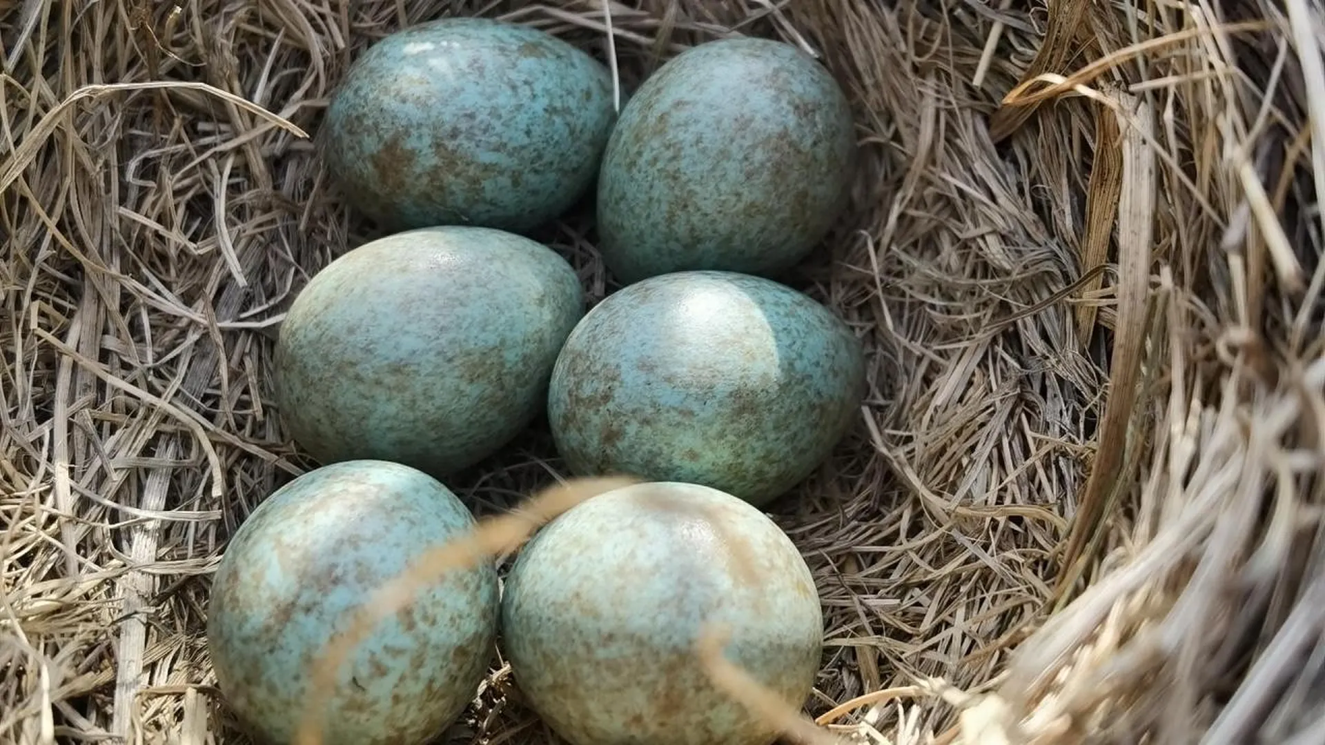 Птицы в Подмосковье уже отложили яйца и ждут птенцов