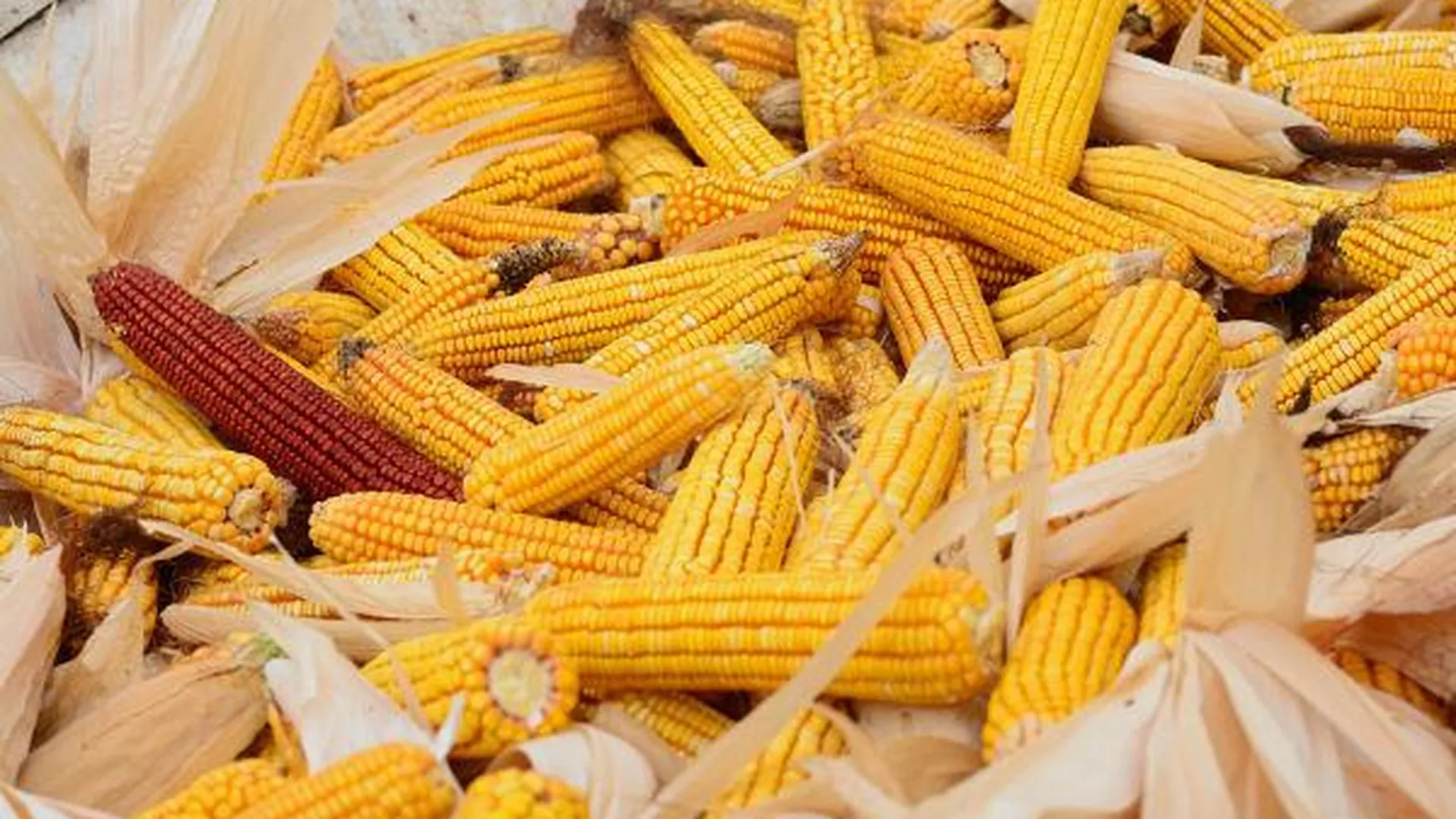 Ввоз в Россию кукурузы и сои из США запретят