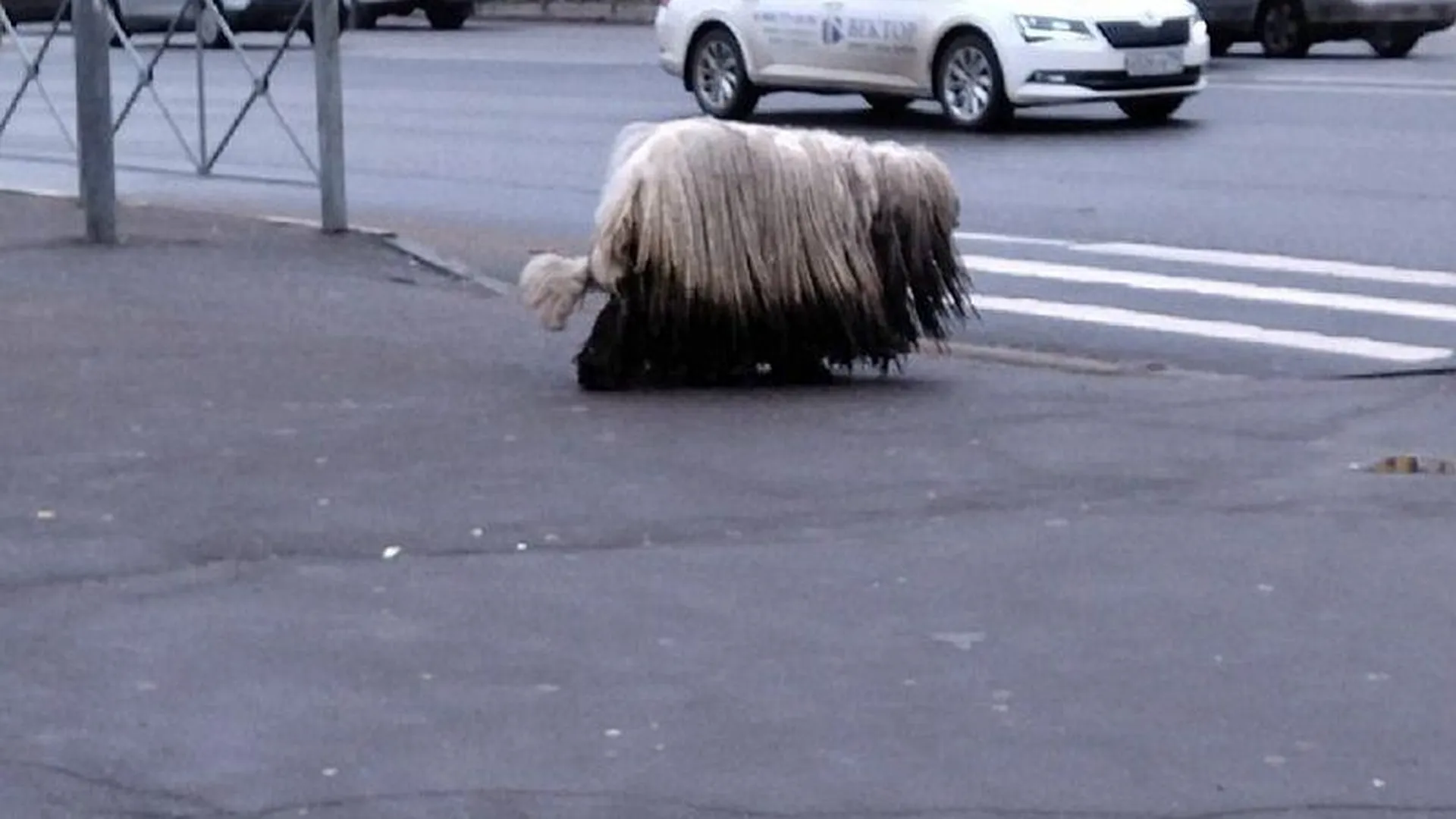 Собака очень редкой породы гуляет сама по себе по улицам Красногорска