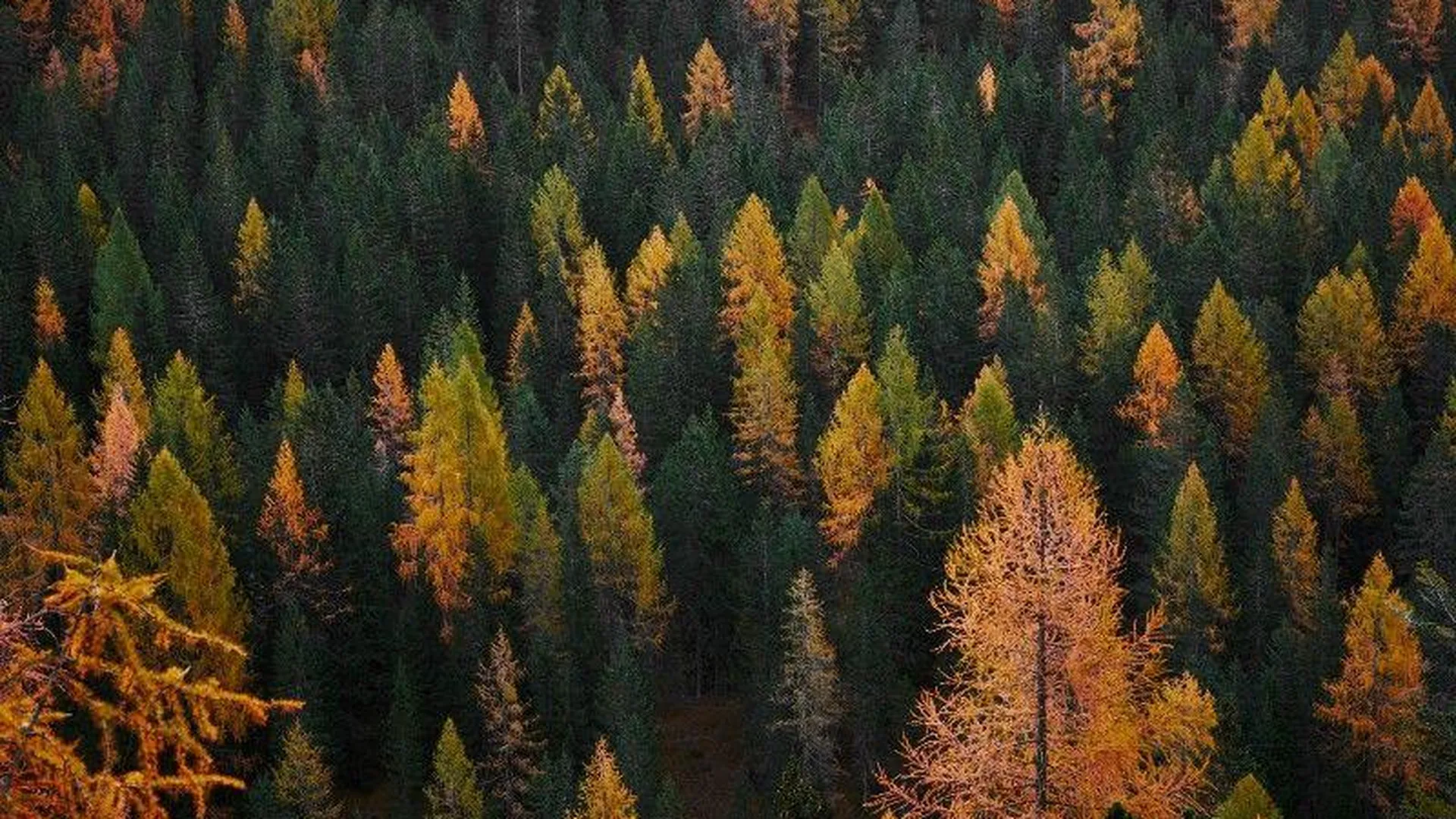 В лесах Подмосковья наступила фенологическая осень