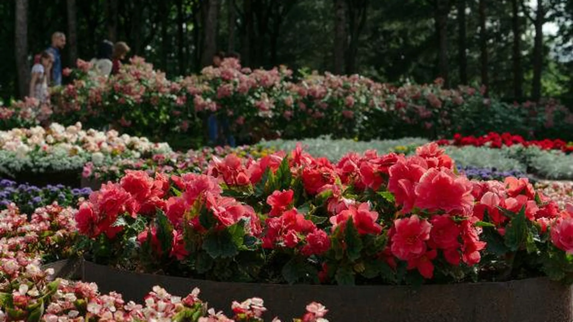 В Ступине за год высадят более 87 тысяч цветов