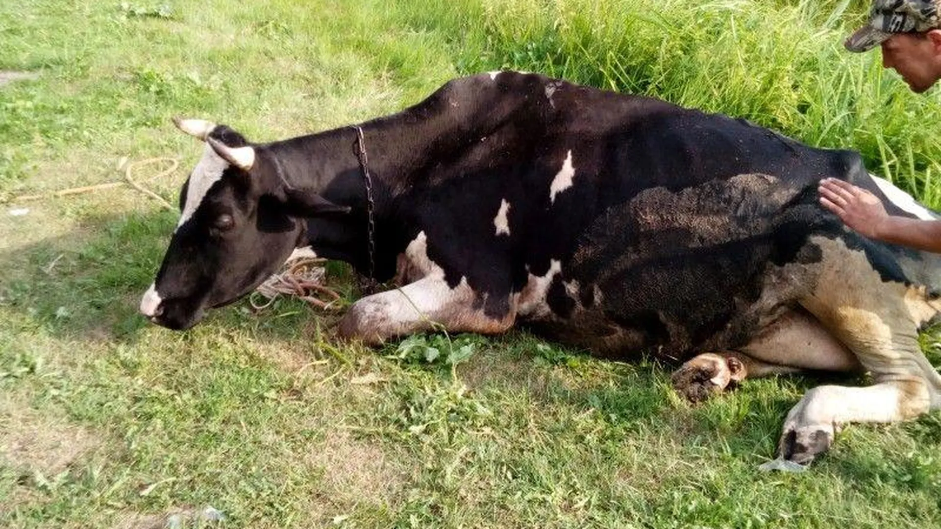 В Шатуре спасатели вытащили корову из канавы