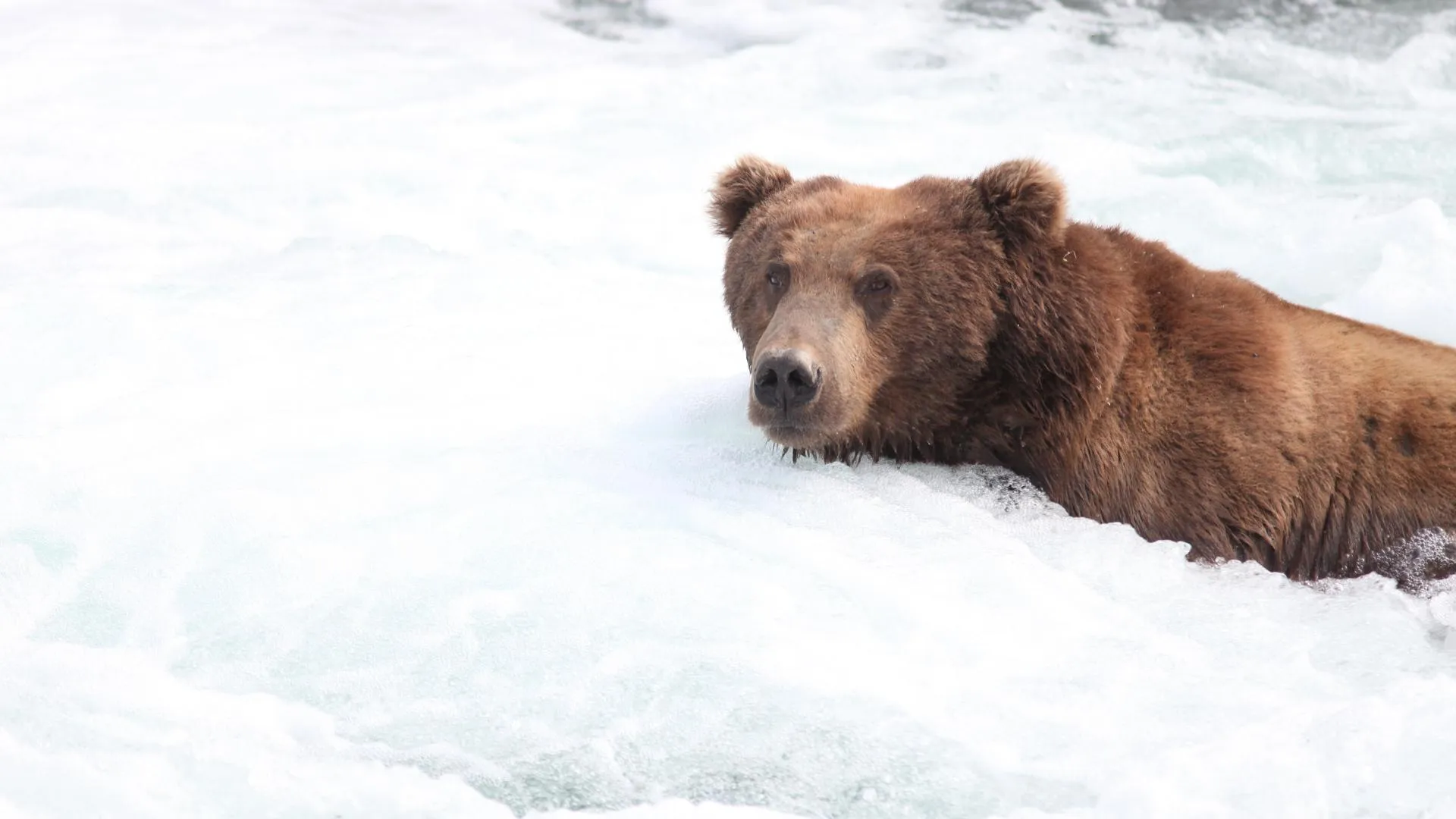 Жителей Свердловской области предупредили о разбуженном медведе
