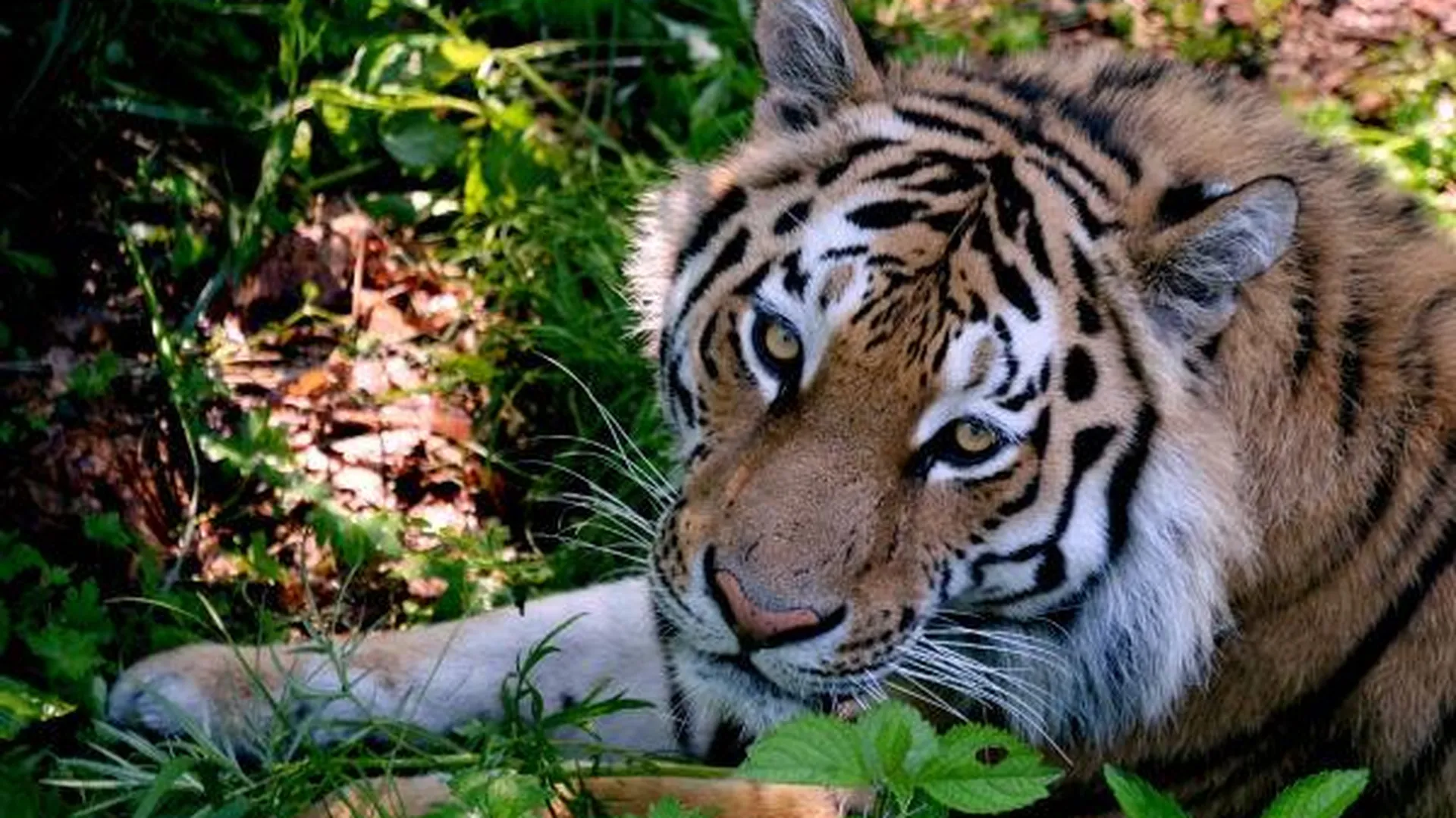 Пятьдесят восемь миллионов рублей выделит WWF на охрану природы в Приморье