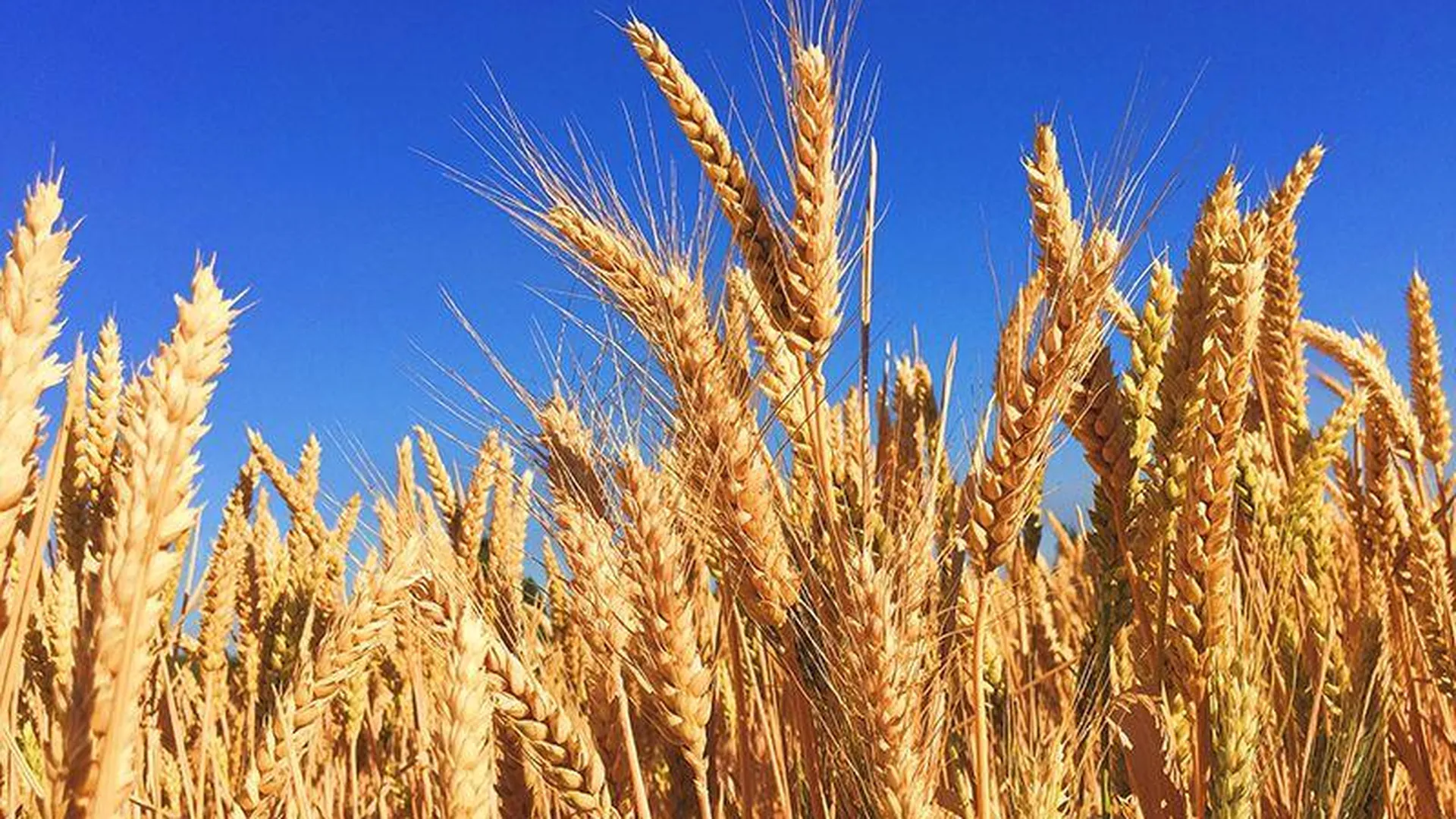 России надо снова выйти из «зерновой сделки» — мнение эксперта