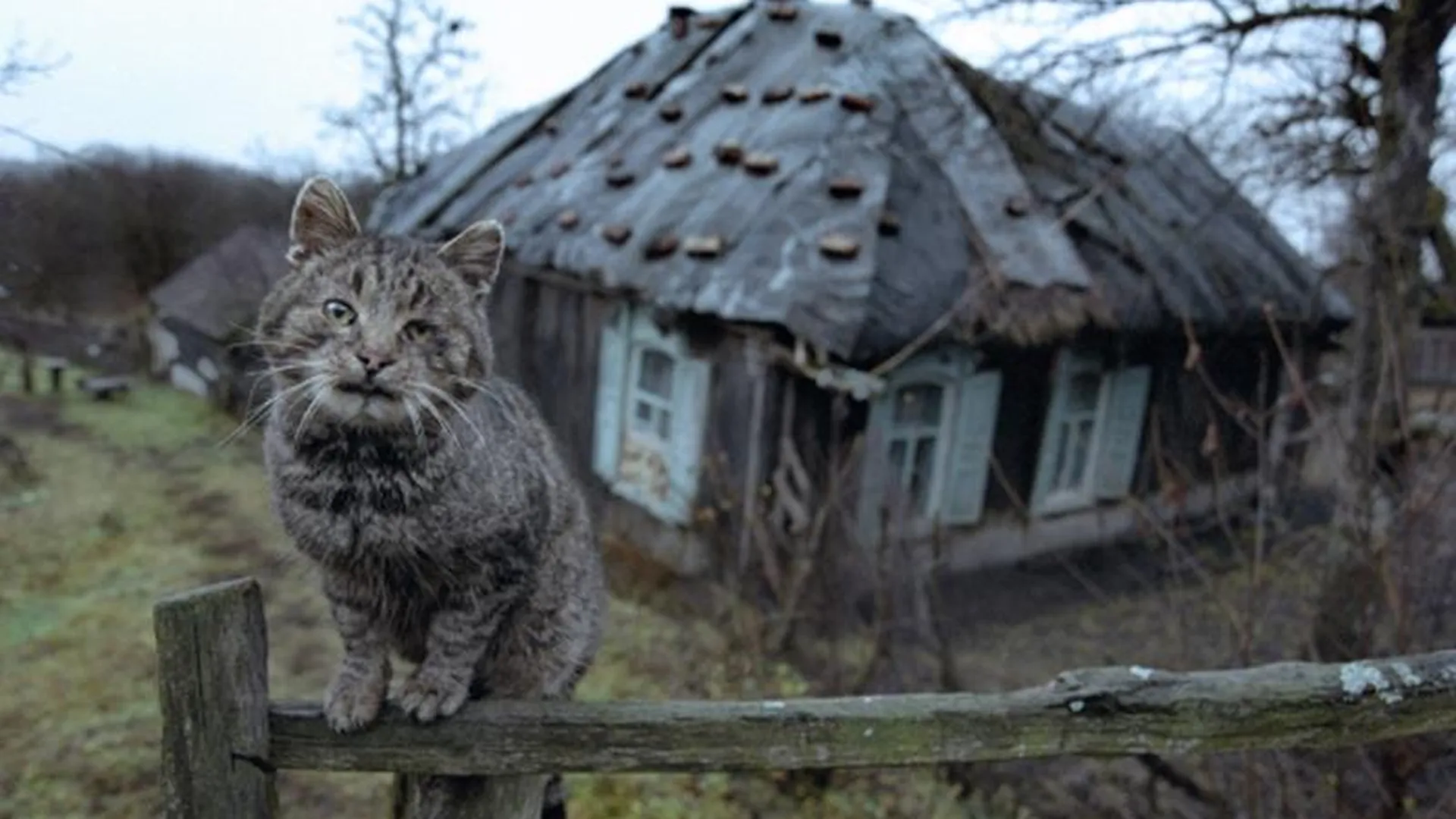 Друг на сезон: как в Московской области борются с проблемой оставленных на дачах домашних животных 