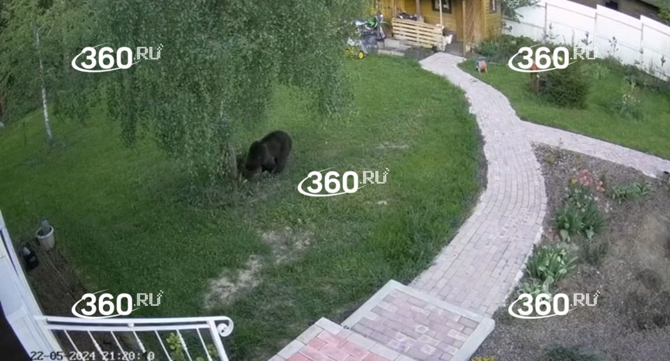 Источник 360.ru: в Дмитровском округе медведь пришел на участок частного дома