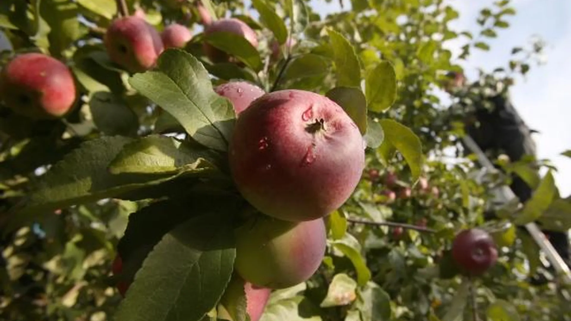Нынешнее похолодание в МО может убить урожай плодовых - эксперт