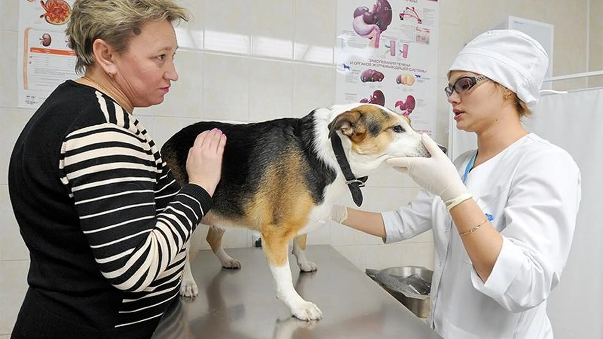 Первые в этом сезоне  случаи пироплазмоза у собак зафиксированы в Подмосковье
