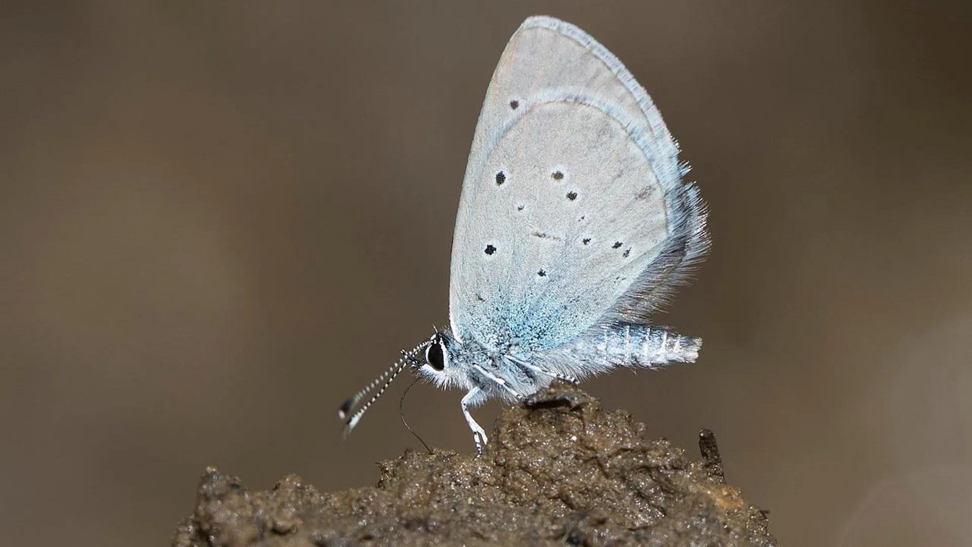 Новый для Подмосковья вид бабочки обнаружили в Серебряных Прудах