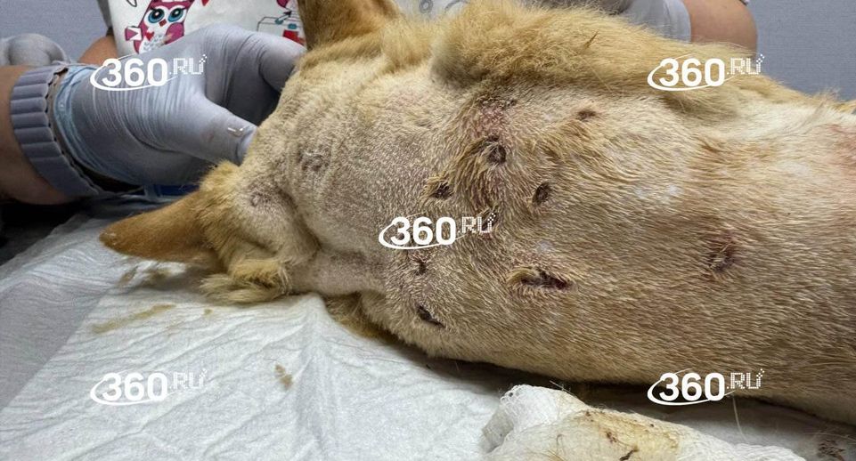 В селе Мамонтово Московской области живодер расстрелял кота из пневматики