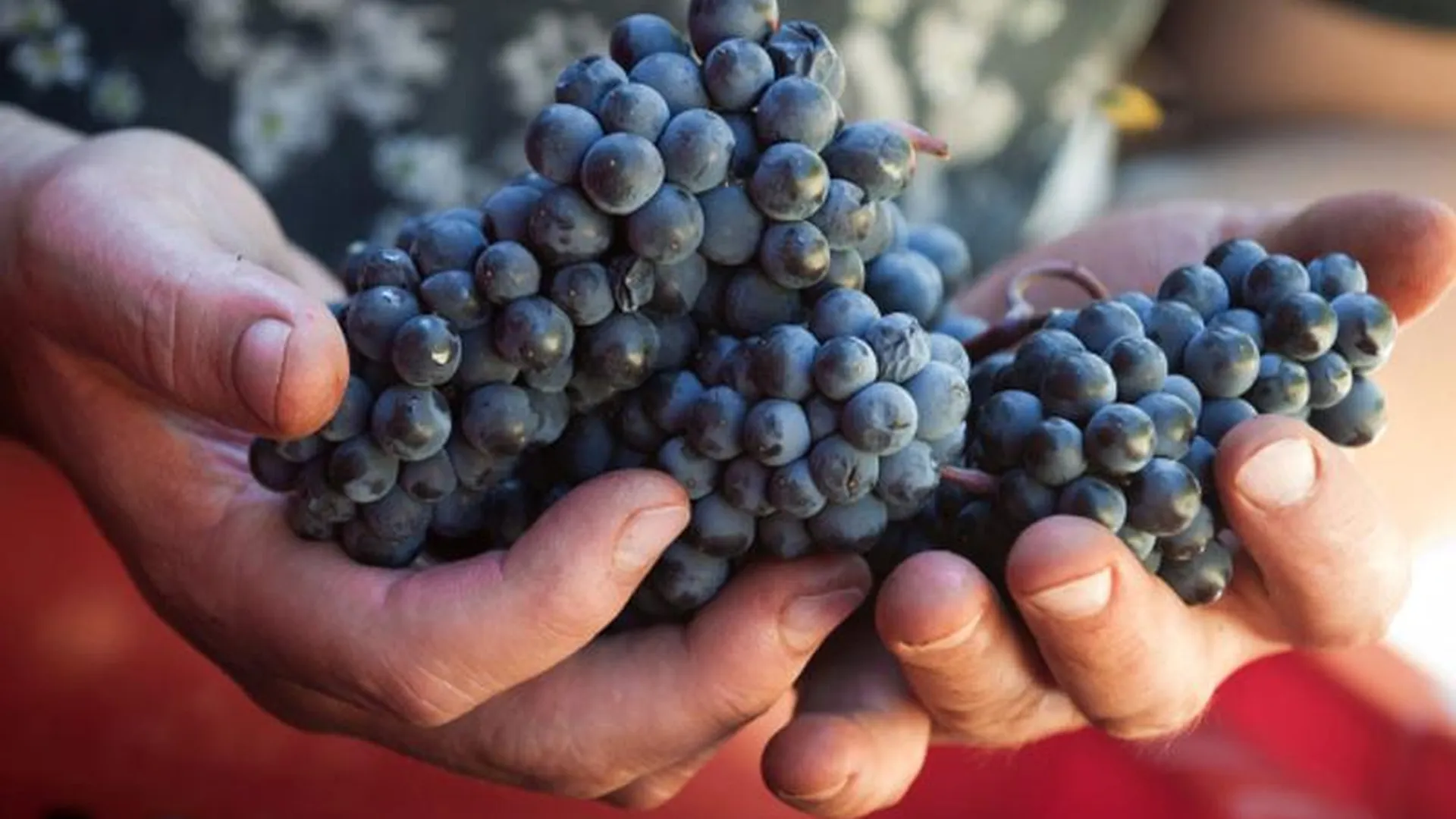 Более 100 кг винограда и груш из Турции и Польши уничтожили в Волоколамске