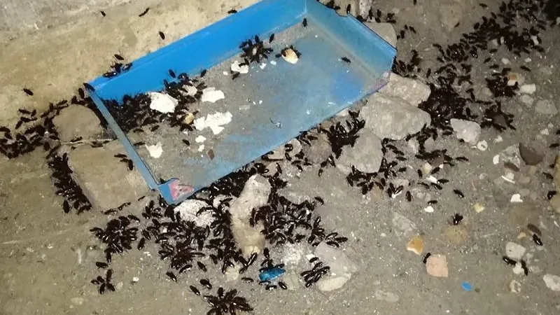 Черные тараканы атаковали люки в Серпухове, чтобы урвать остатки пищи для бродячих животных