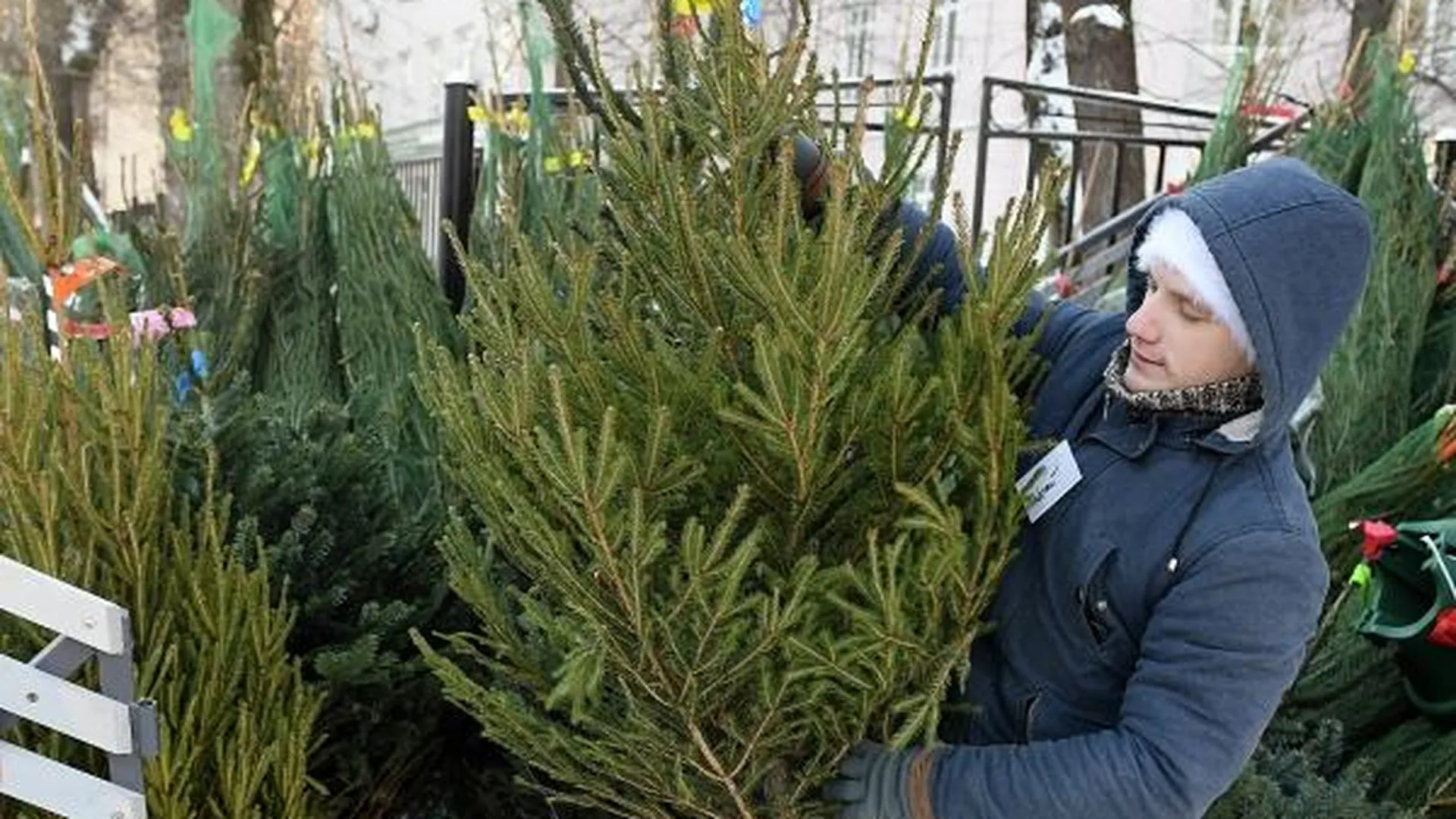 Продажи новогодних елок в Подмосковье стартуют 15 декабря