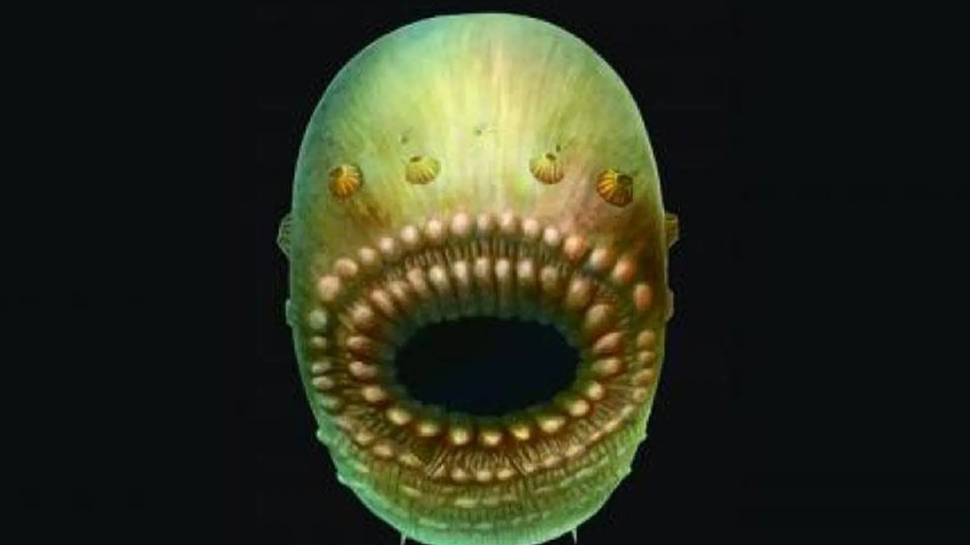 Кембрийский «зубастый мешок» оказался древнейшим предком человека