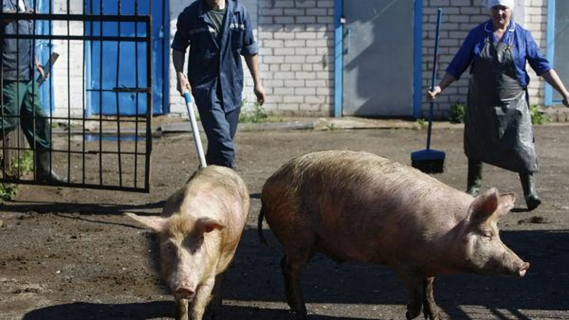 Тайцы построят в Подмосковье завод по убою свиней