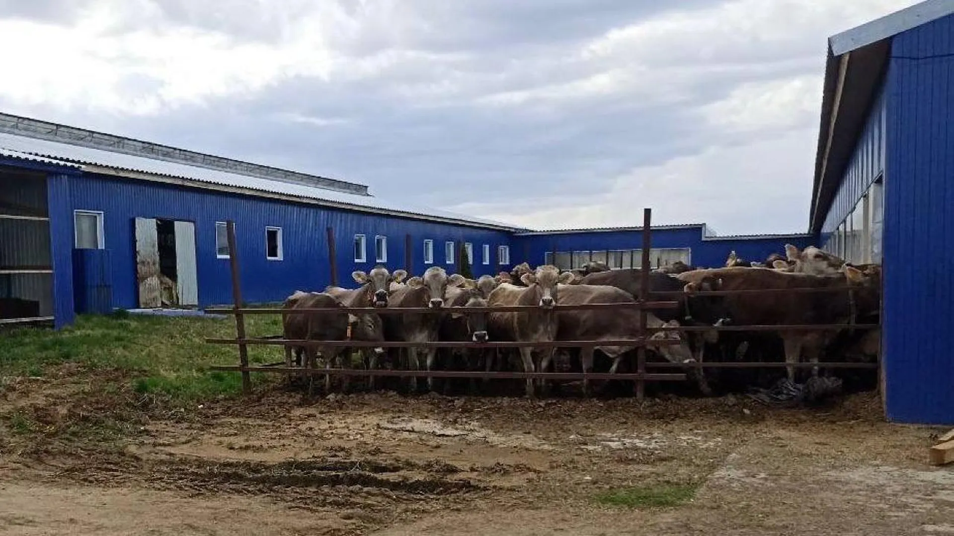 В Нижегородской области пожарные спасли два десятка коров