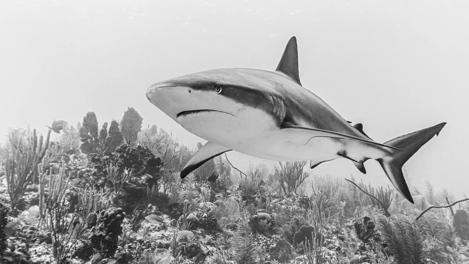 Без хаотичных движений: эксперт по выживанию рассказал, как спастись от акулы