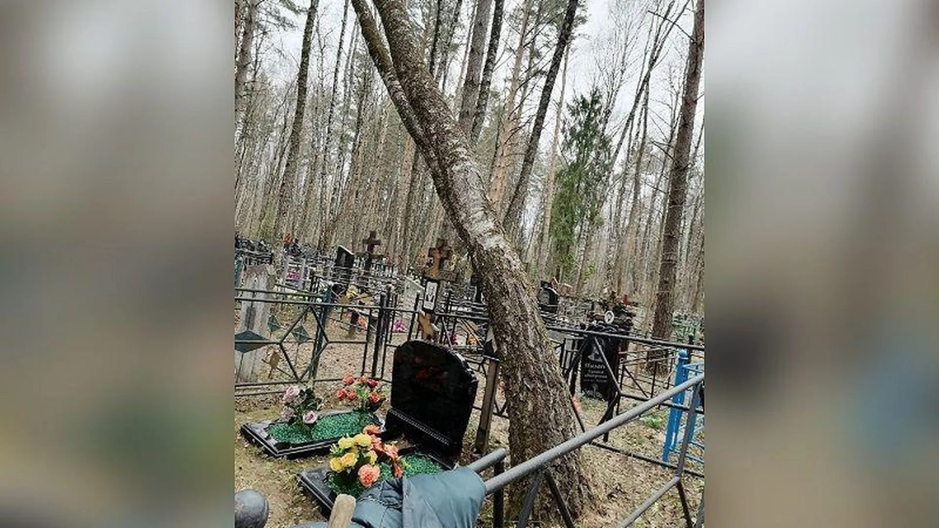 Дерево, нависшее над могилами, спилят по обращению жительницы Воскресенска