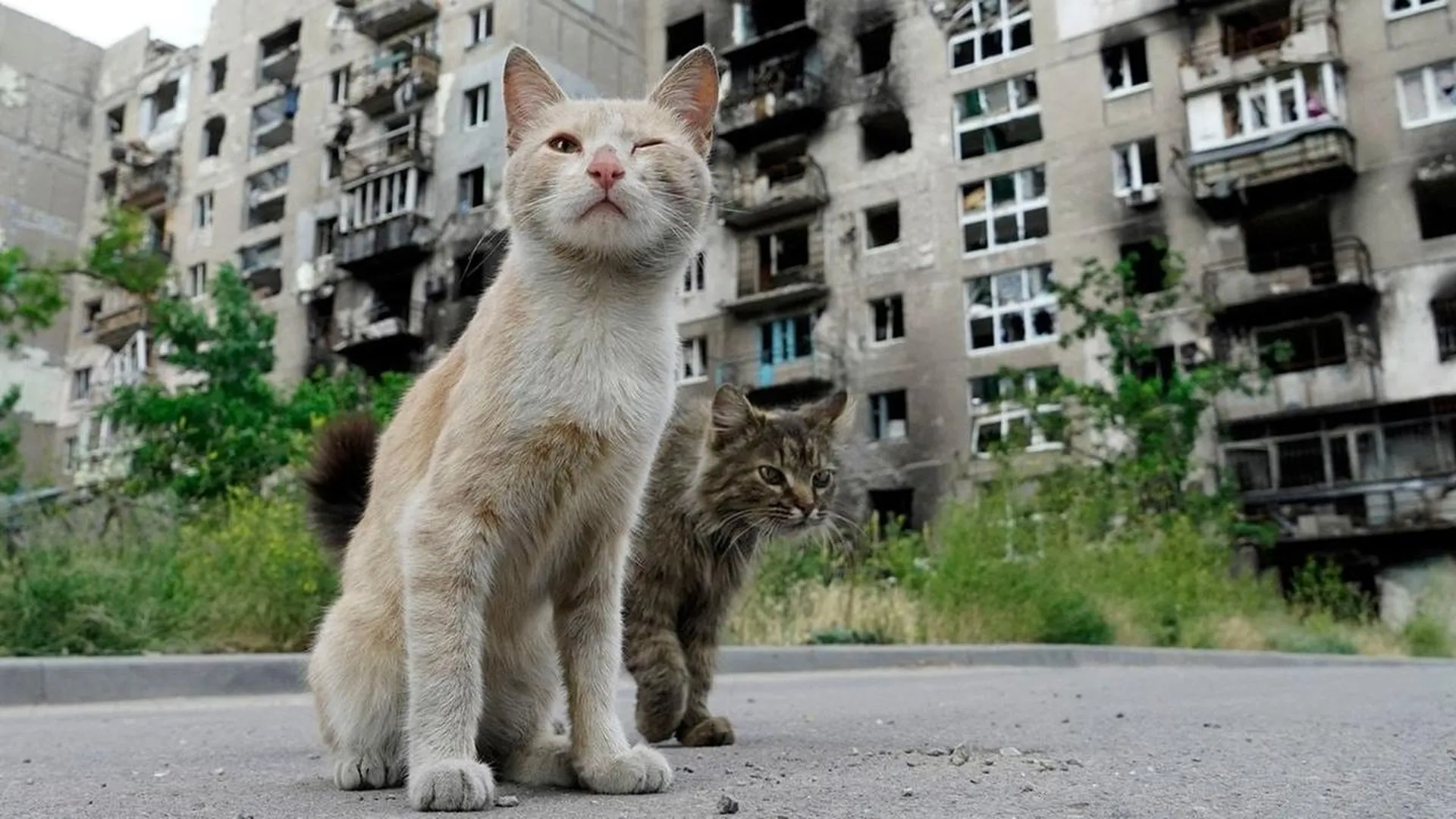 Москвичка рассказала, как спасла в Мариуполе кота, два года сидевшего в руинах после гибели хозяев