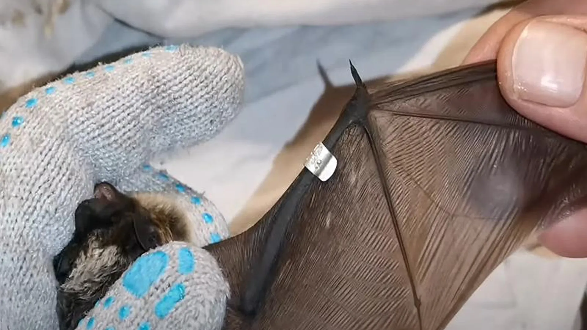 Летучая мышь из Московского зоопарка залетела в квартиру в Пушкино