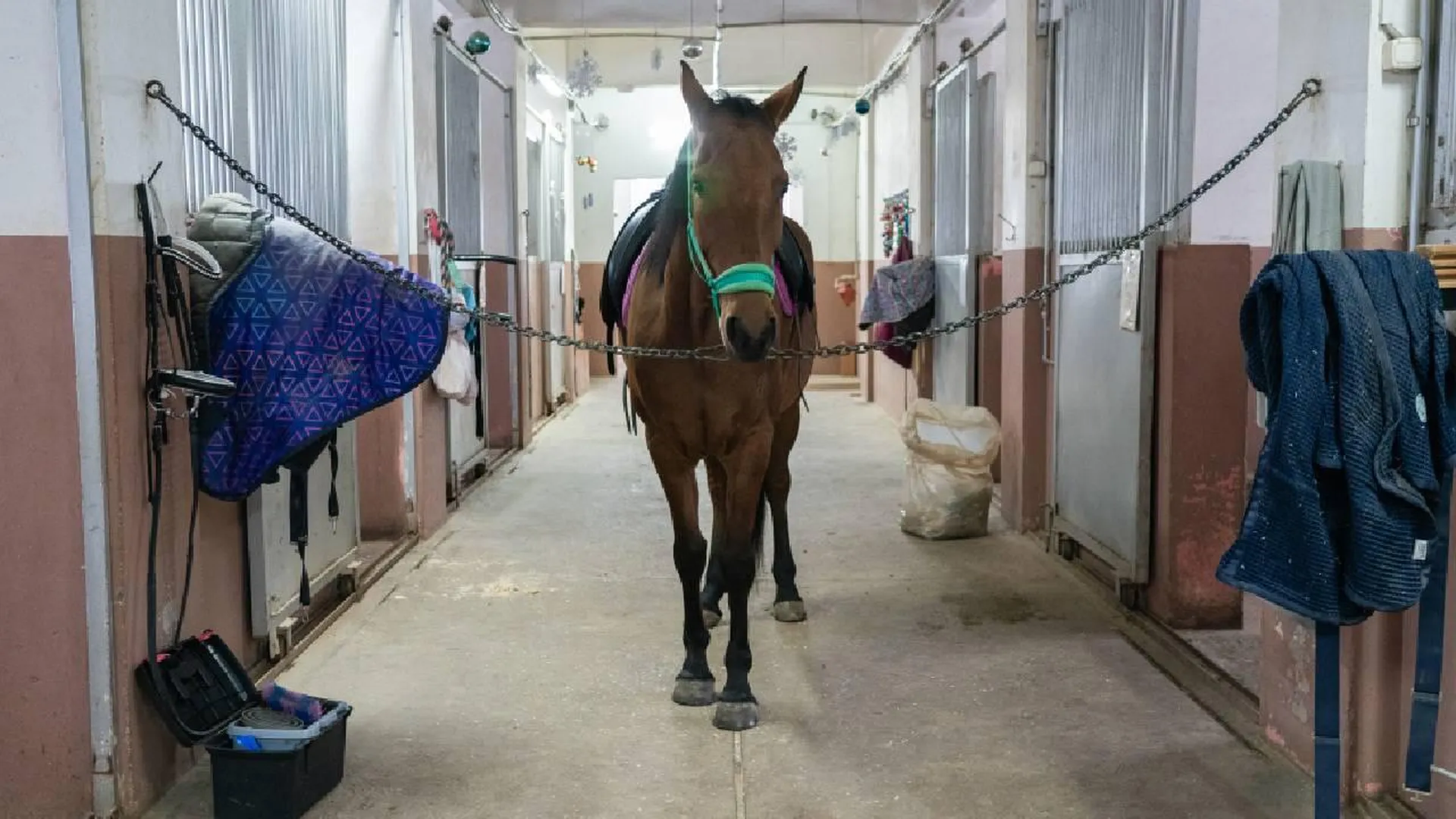NewsTracker: обезвоженные и истощенные лошади десятками гибнут на ООО ПКЗ «Ставропольский»