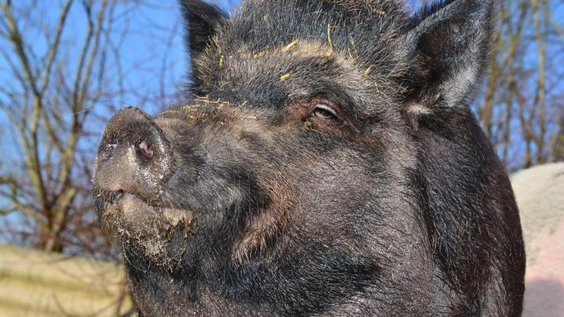 Просто свиньи: дикий кабан зашел во двор и съел арбуз со стола в Апрелевке