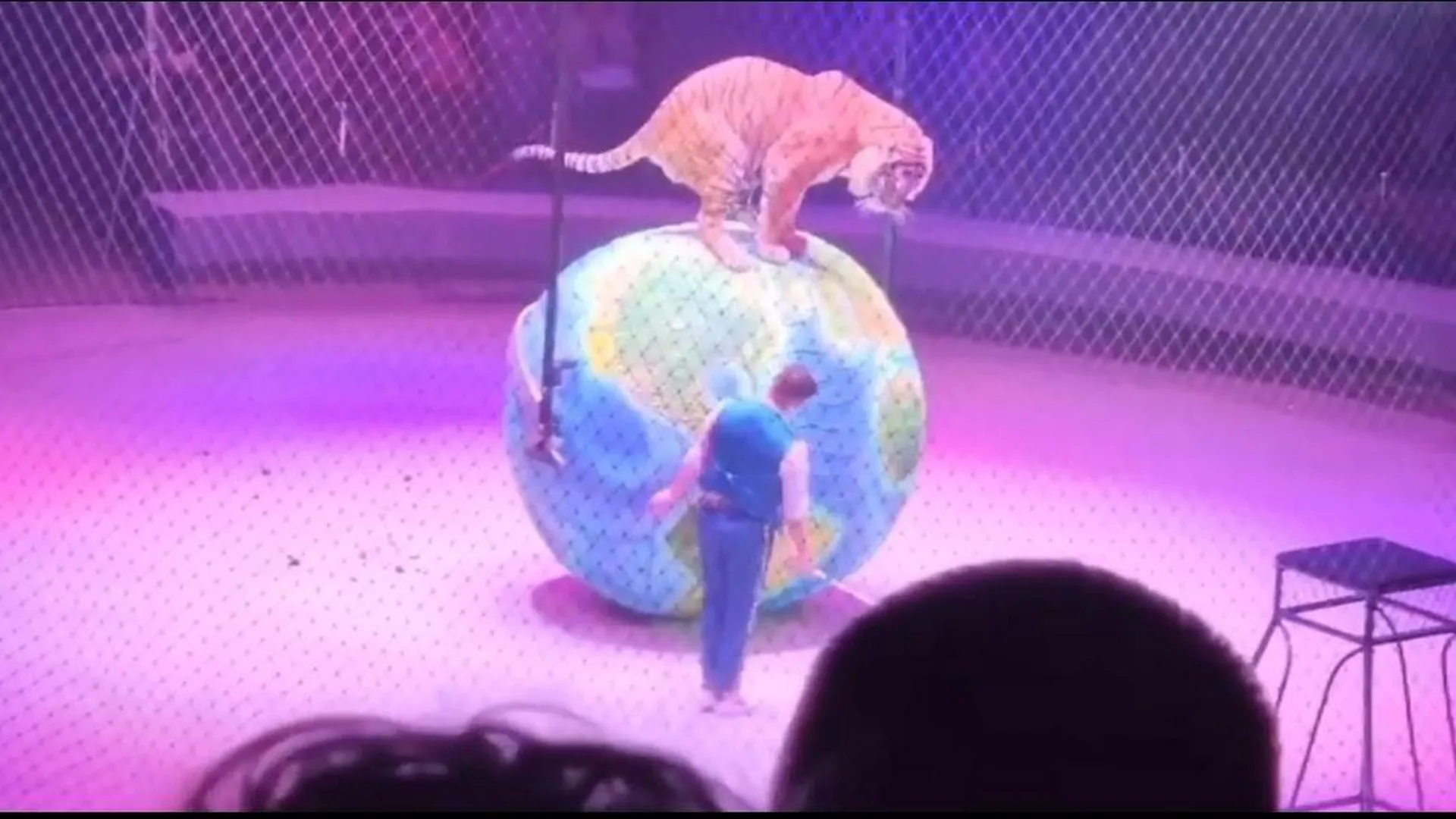 Тигр в цирке Владивостока залез во время выступления на большой глобус и сходил в туалет