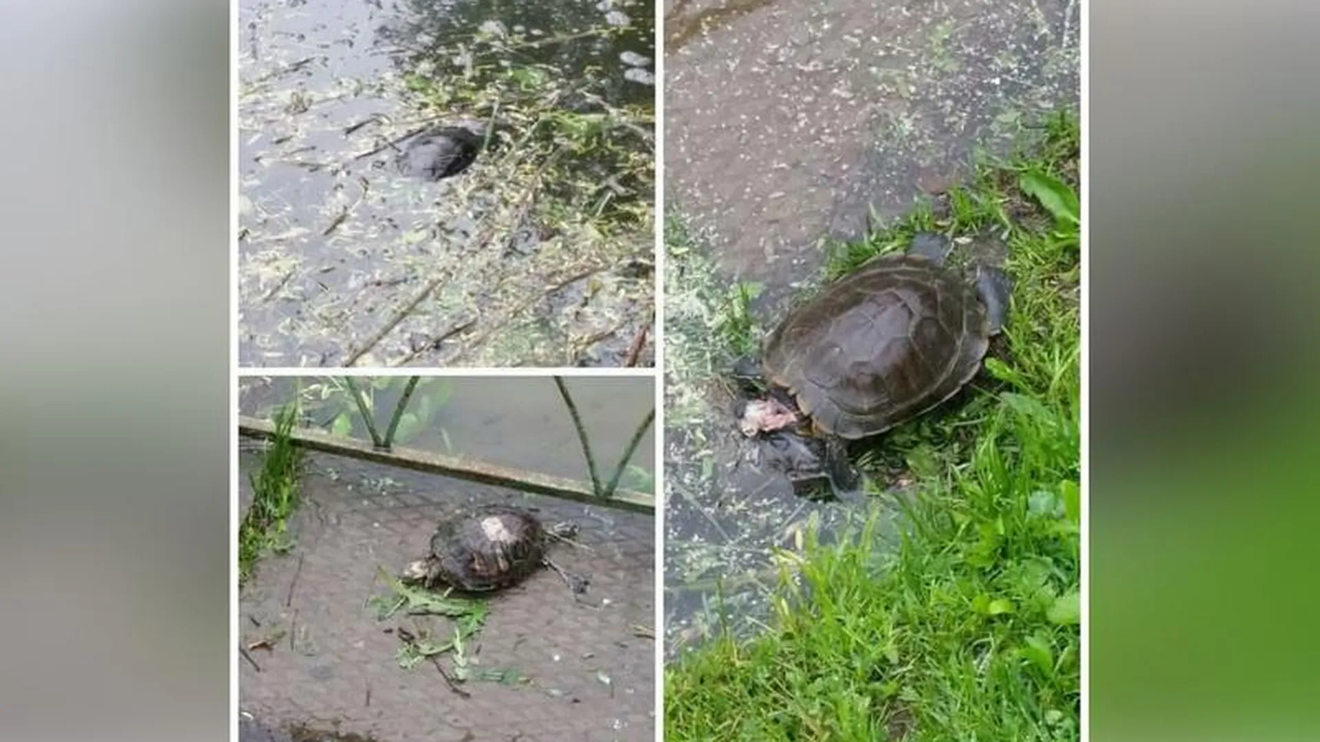 Десятки черепах погибли на пруду в Королеве